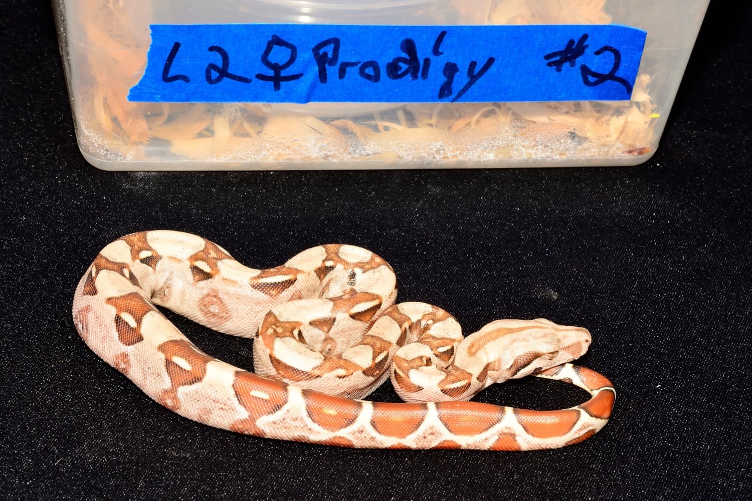 Prodigy T Boa Constrictor by Mainely Boas