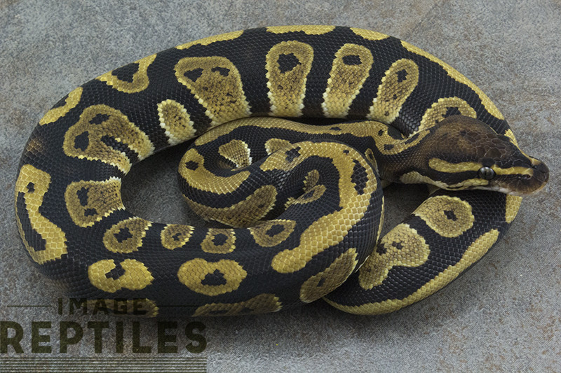 Carbon Ball Python by Image Reptiles