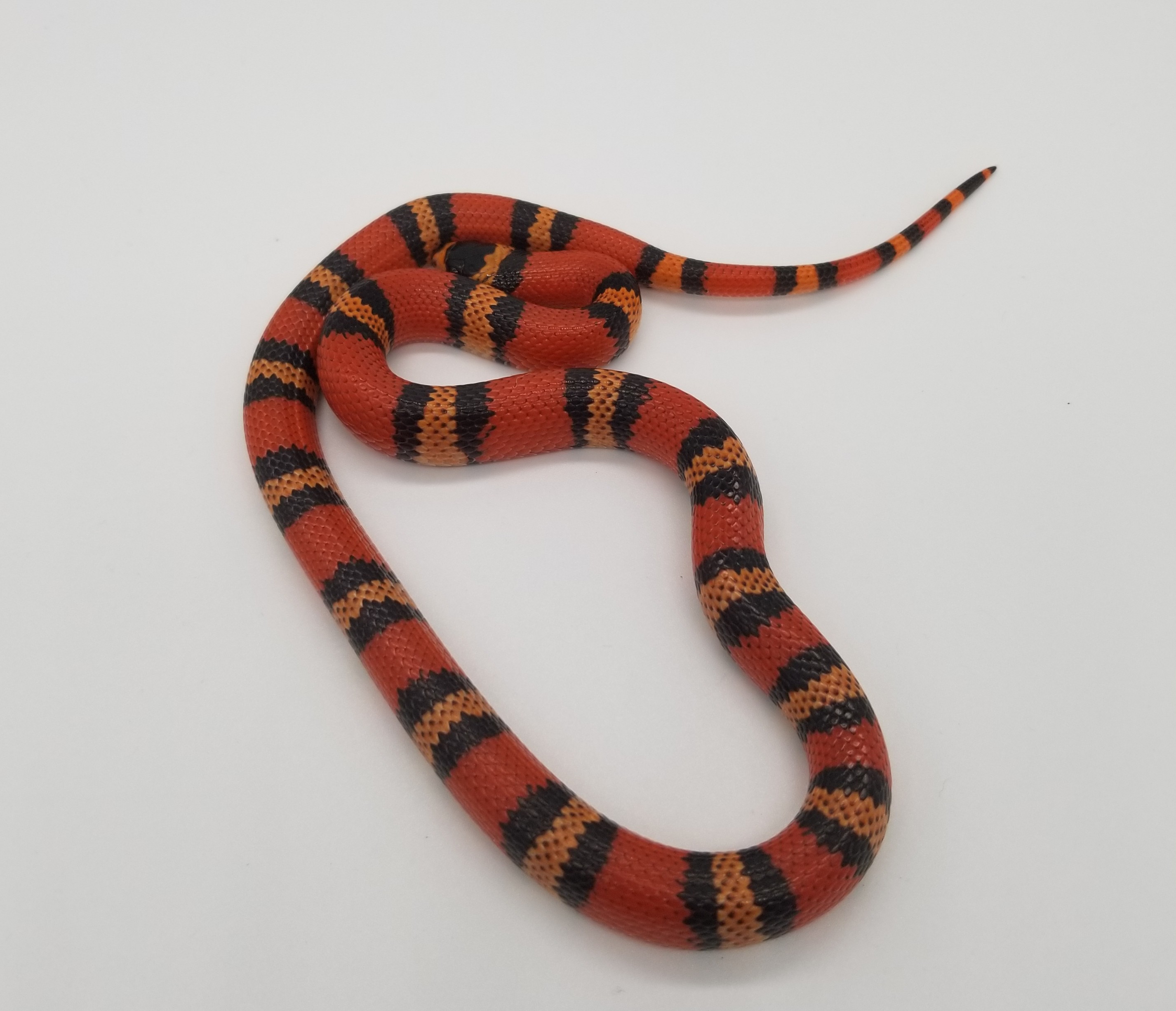 Tangerine Honduran Milk Snake by RKexotics Reptiles