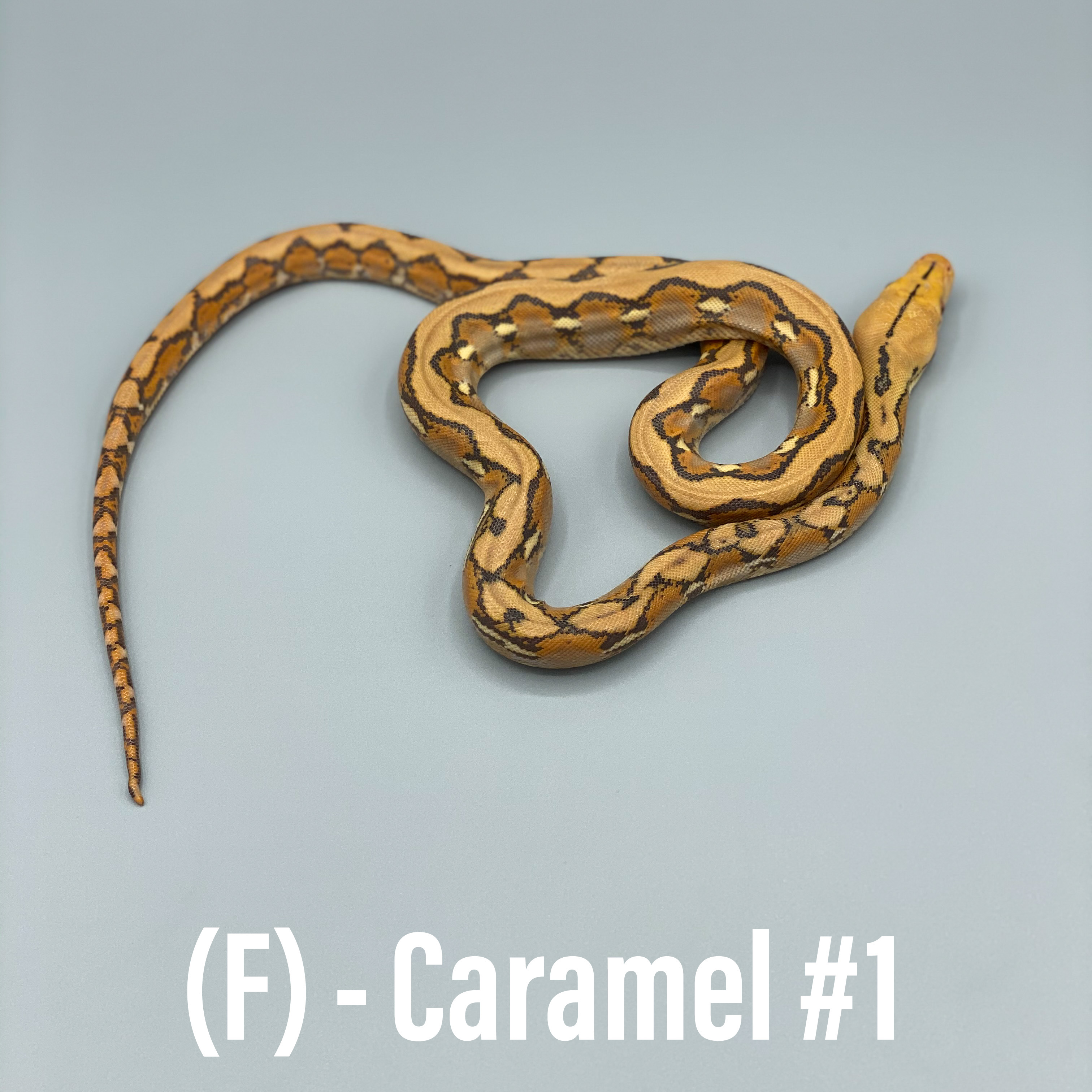 Indo Caramel Female Reticulated Python by WildFire Retics
