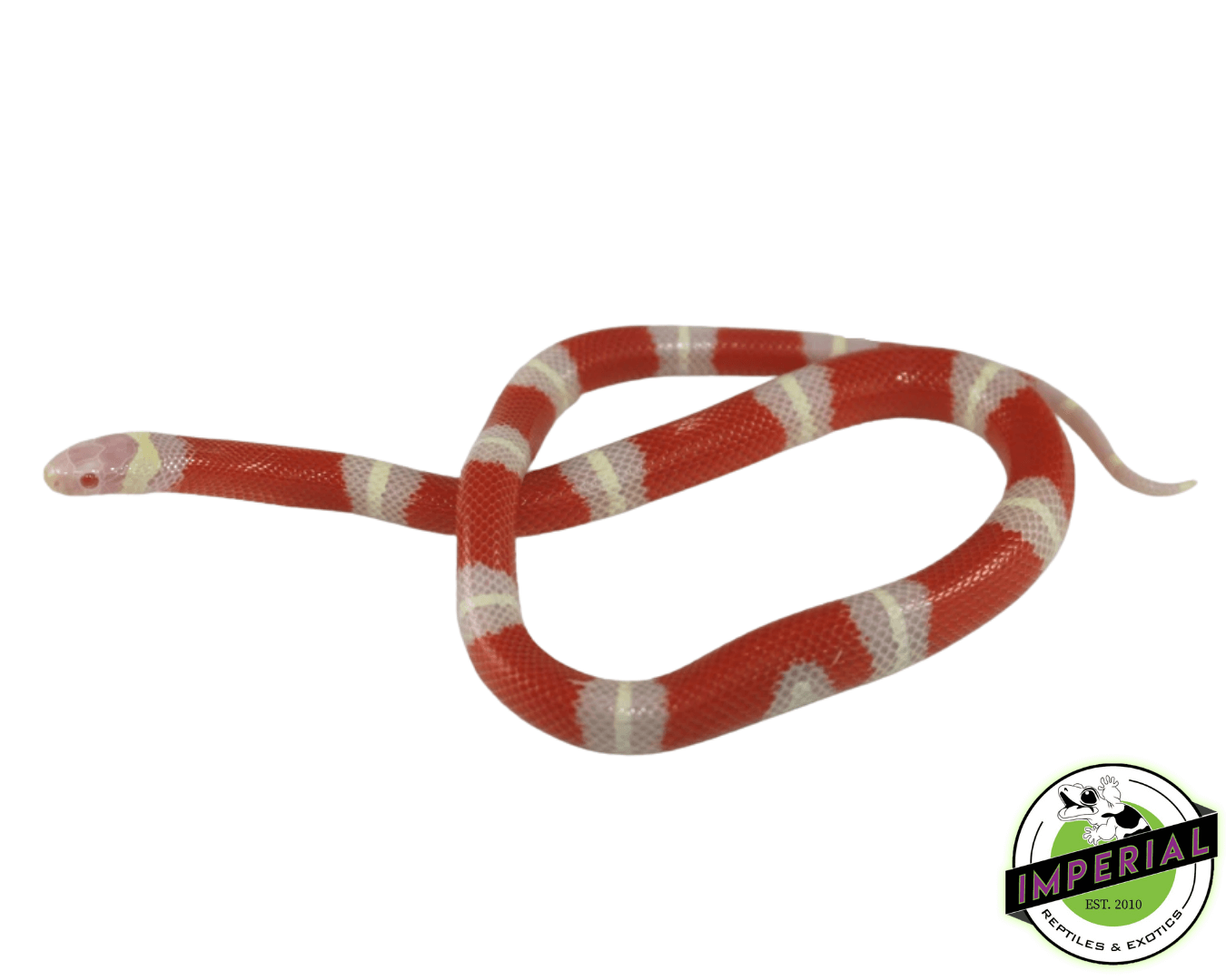 Albino Sinaloan Milk Snake by Imperial Reptiles & Exotics, LLC
