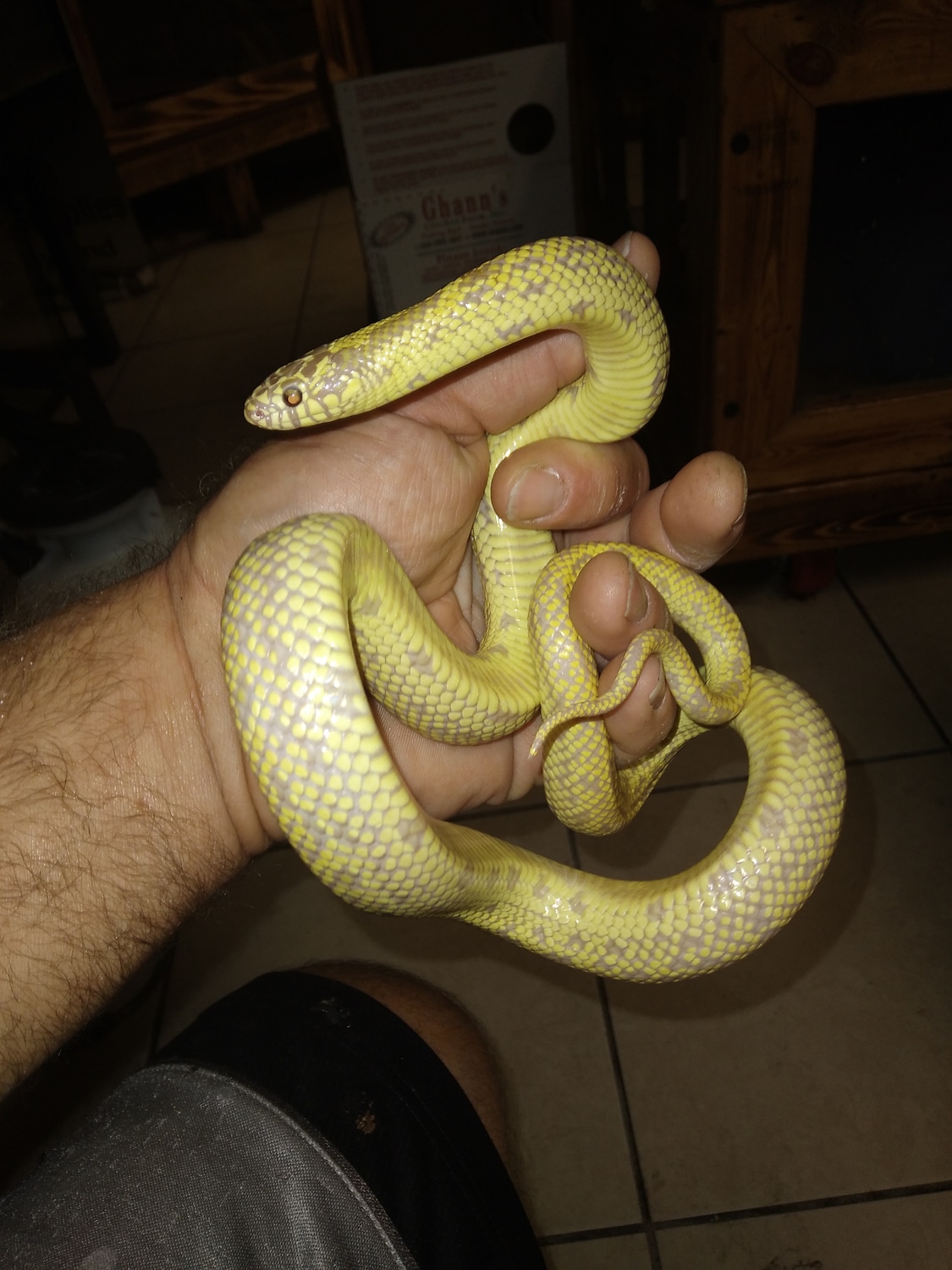 Stunning Adult Male Amel King Snake Florida Kingsnake by Reptile Mart