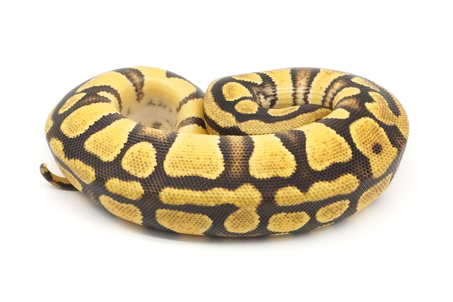 Pastel EMG Enchi Ball Python by New England Reptile Distributors 1