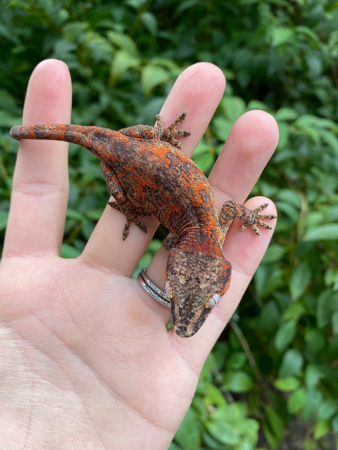 Red Blotch Gargoyle Gecko by Cosmic Exotics