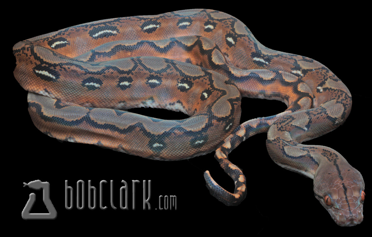 Sunfire Reticulated Python by Bob Clark Reptiles