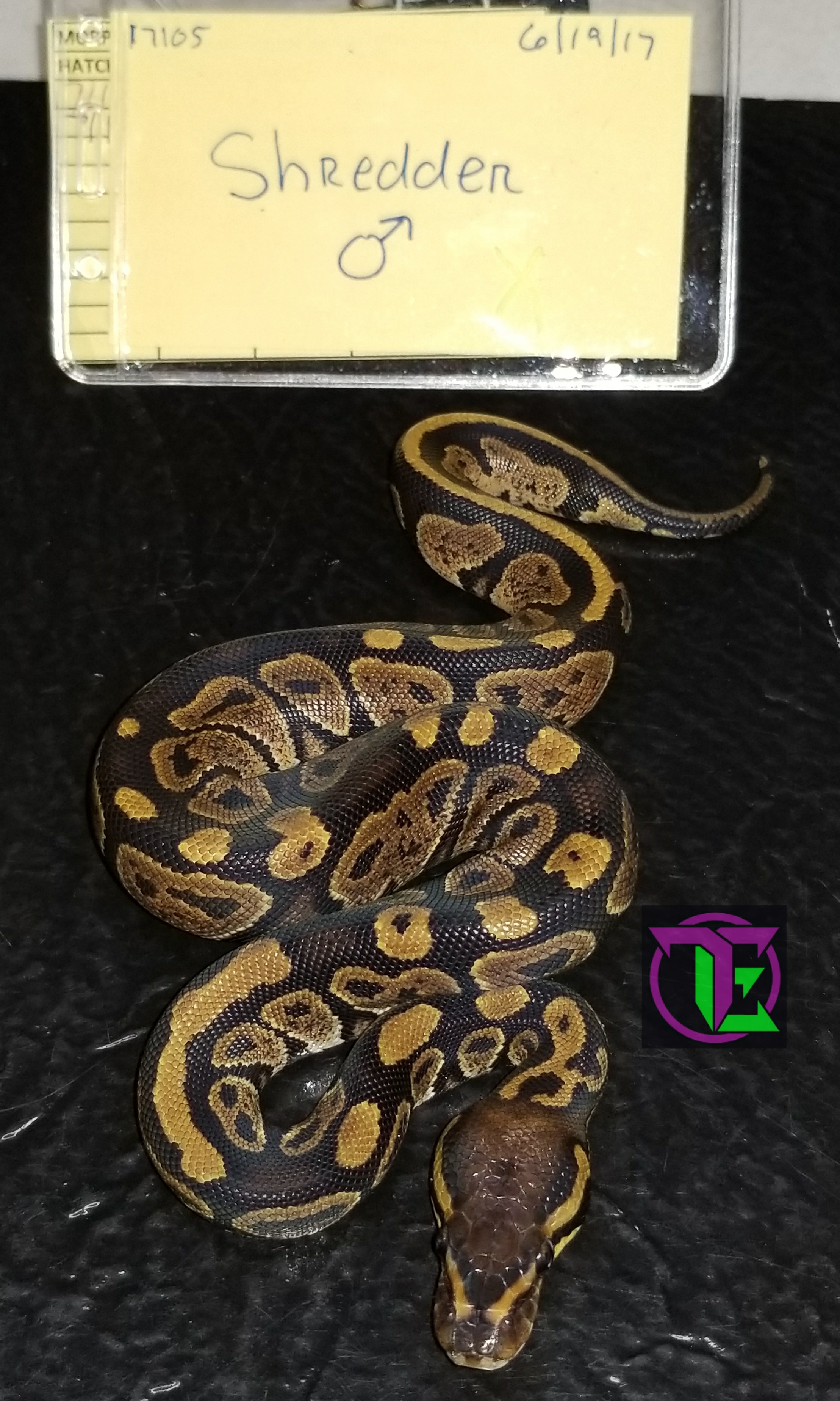 Shredder Ball Python by Tricked Out Exotics