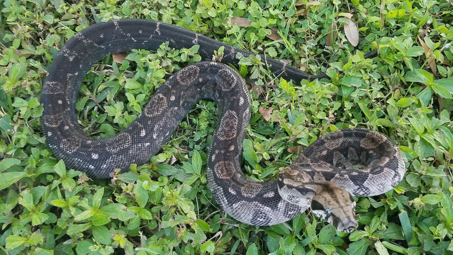 Nic T2 Anery Boa Constrictor by Indian River Constrictors