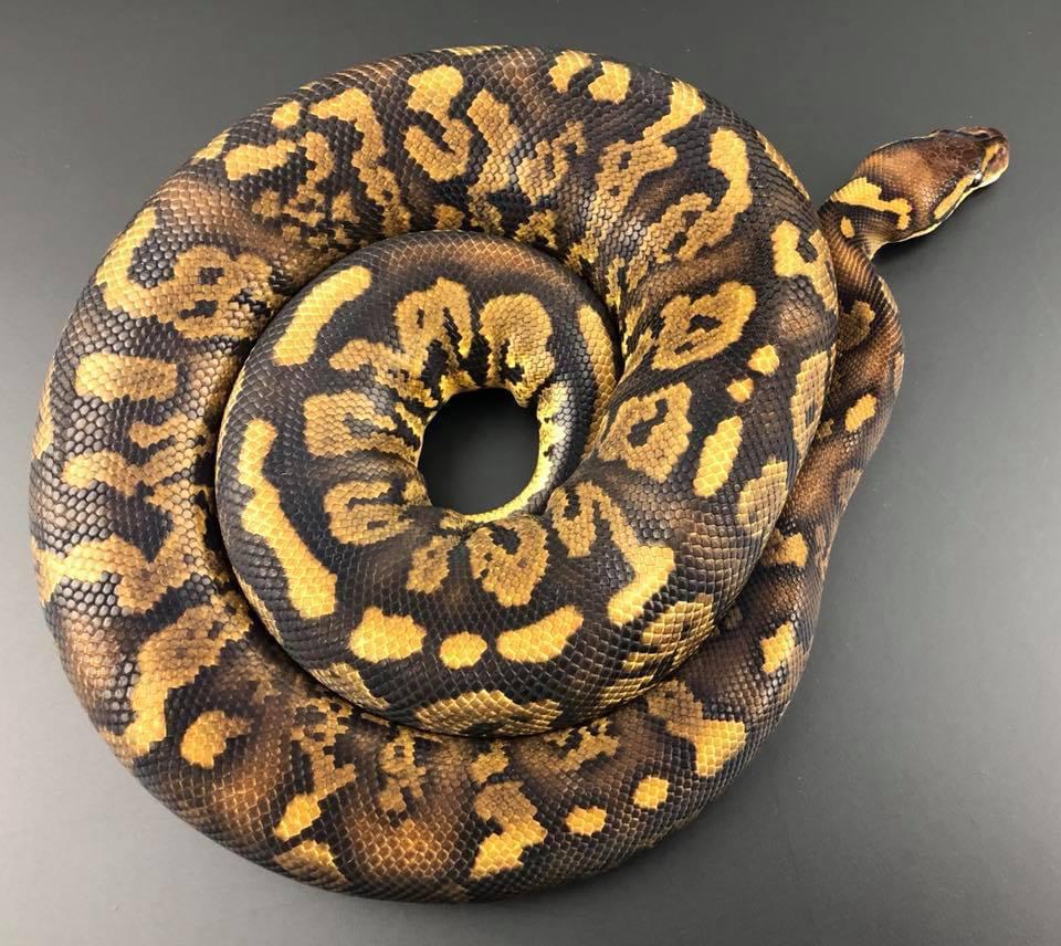 Tornado Ball Python Traits Morphpedia