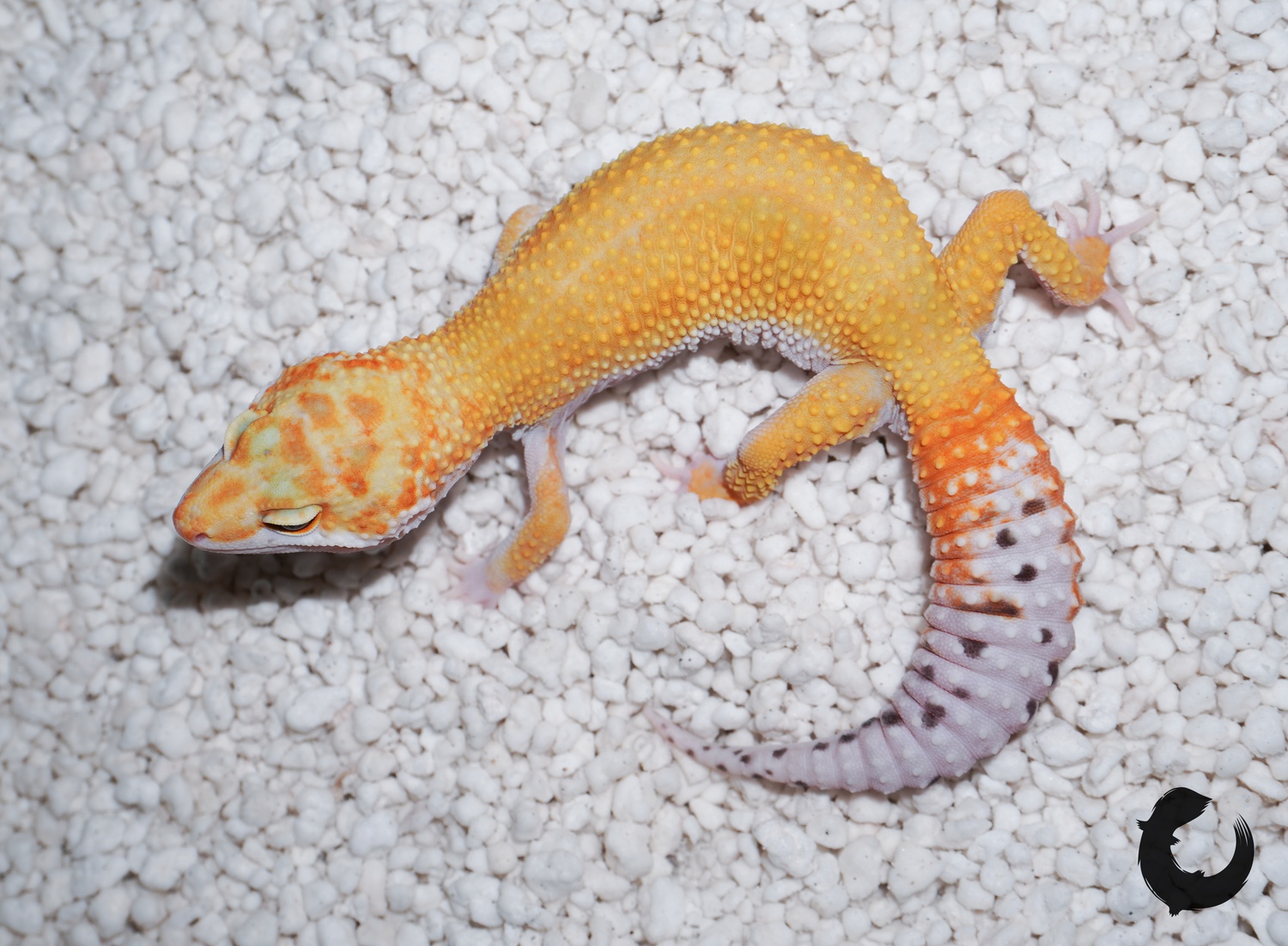 Ghost Tangerine Het Tremper Ph Eclipse (Inferno X Blood Cross) Leopard Gecko by Wabisaur Geckos