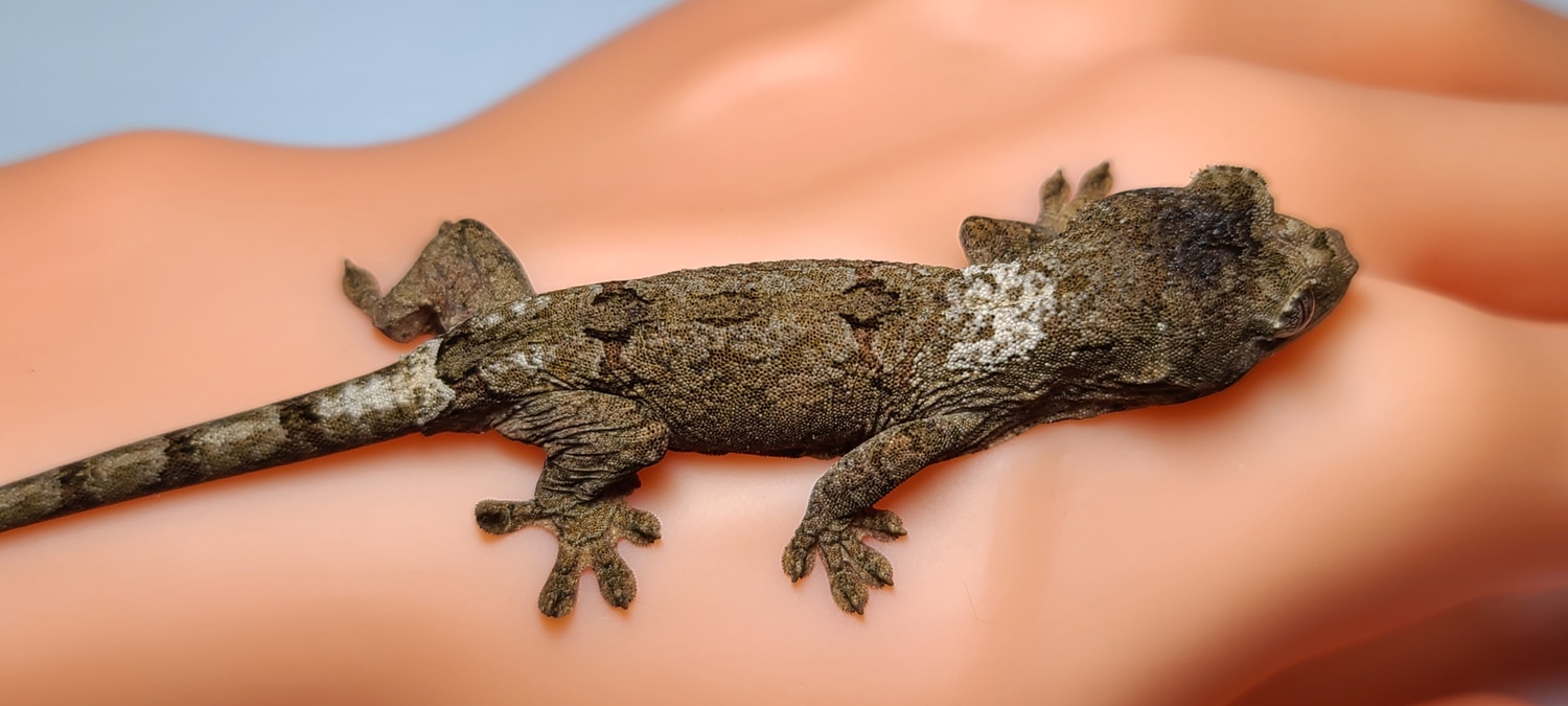 Pine Isle Chahoua Gecko by Kryptic Morphs LLC