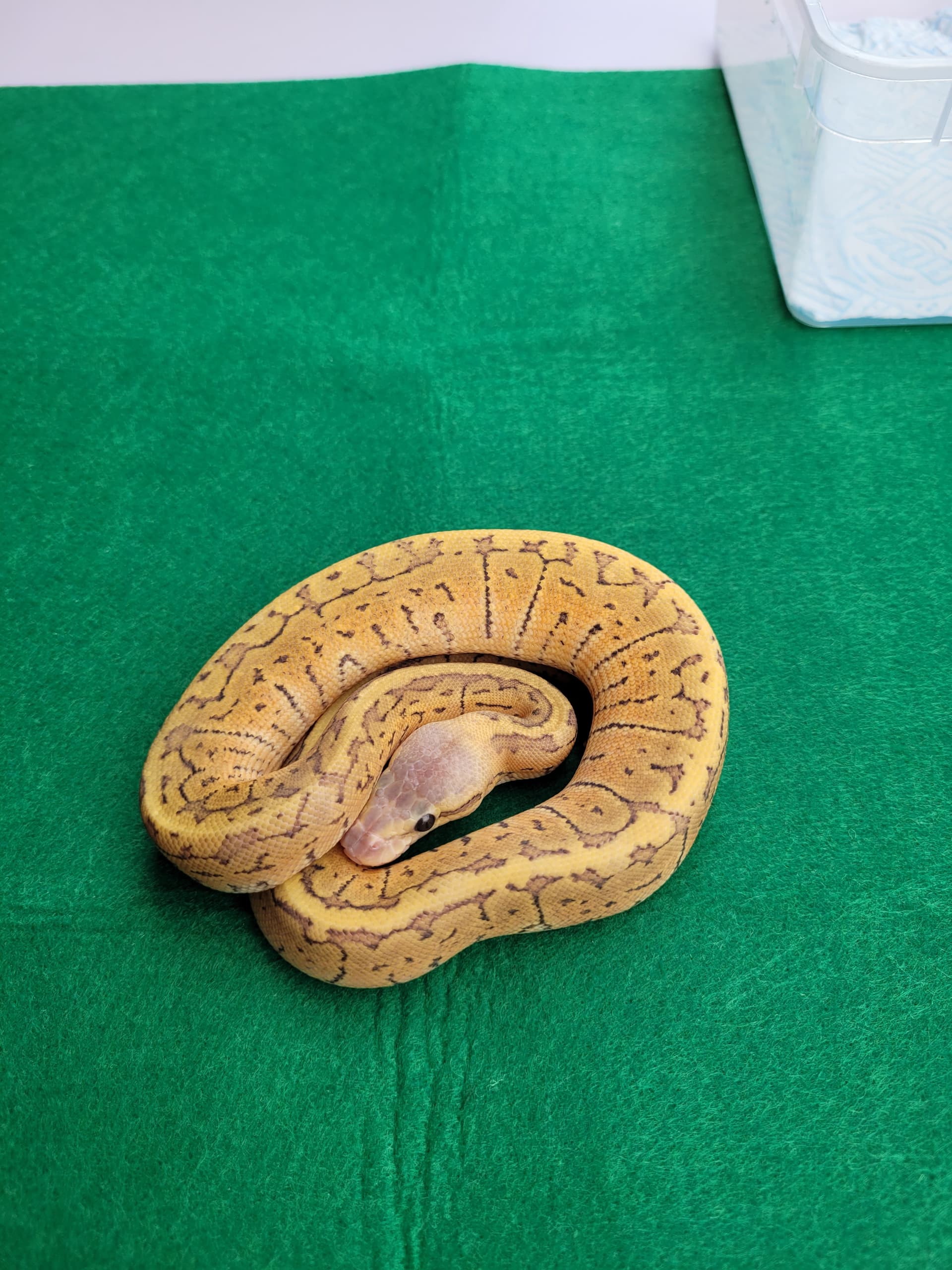 assist-with-clutch-id-please-ball-pythons-morphmarket-reptile-community