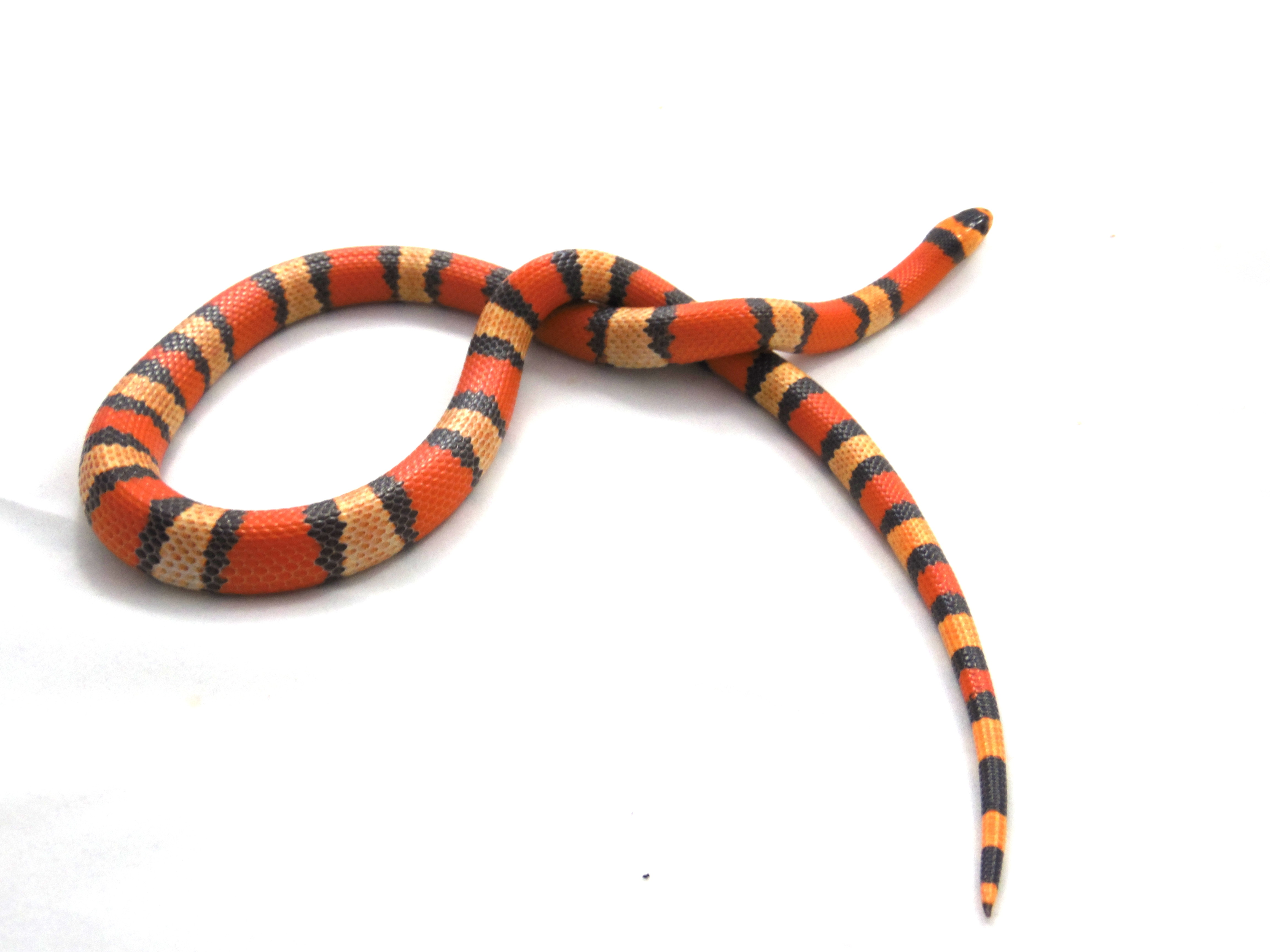 Hypo Honduran Milk Snake by Burner-Reptiles