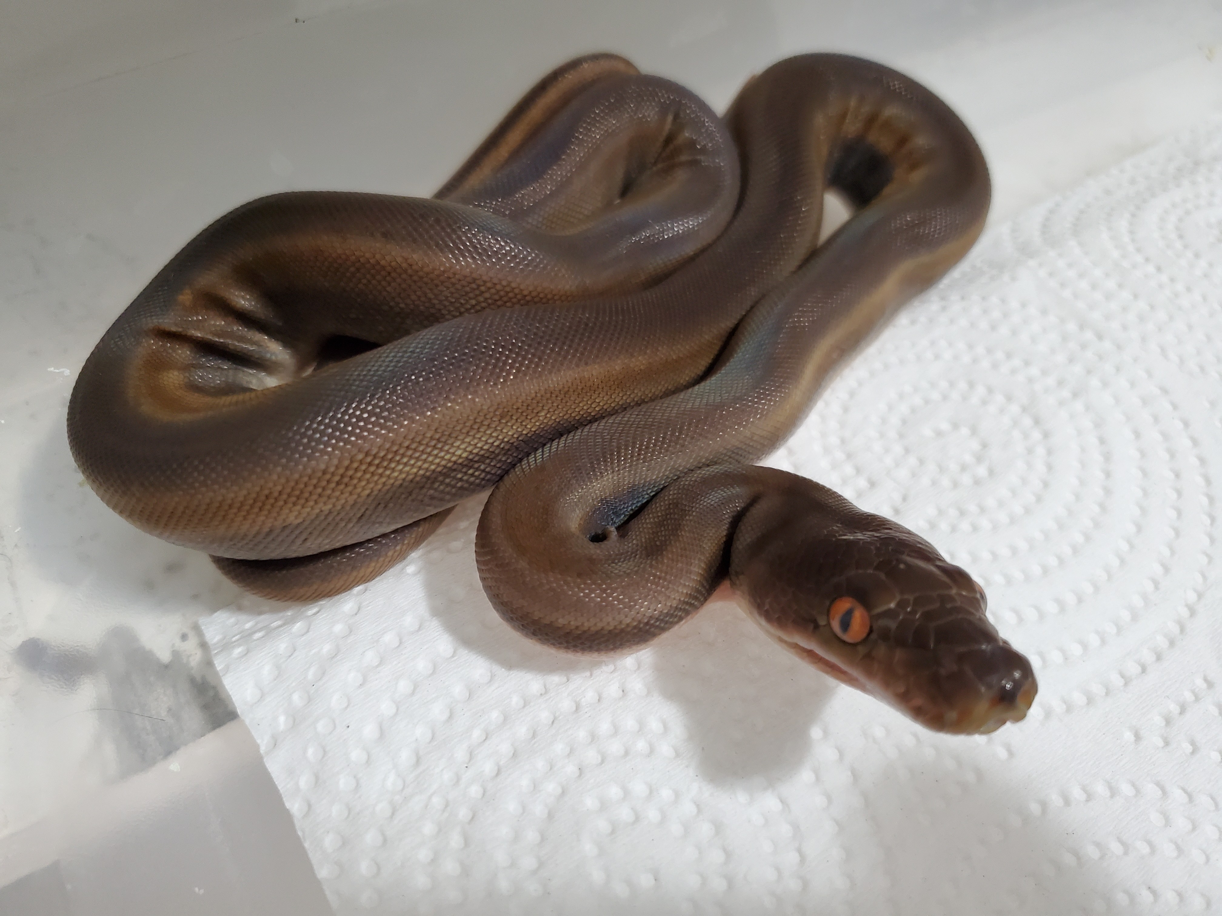 Titanium Female Reticulated Python by LowCountry Retic