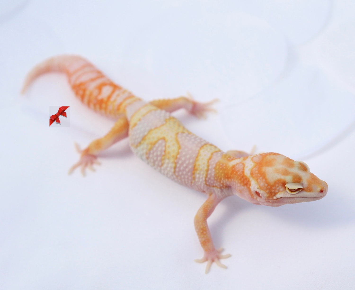 White & Yellow Carrot Head Tremper, Ph Eclipse Leopard Gecko by Bold & Bright Geckos