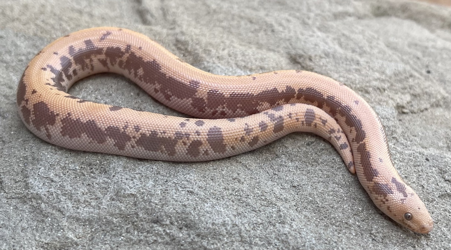 Albino Paint Het Anery Sand Boa by Big Squeeze Constrictors, LLC