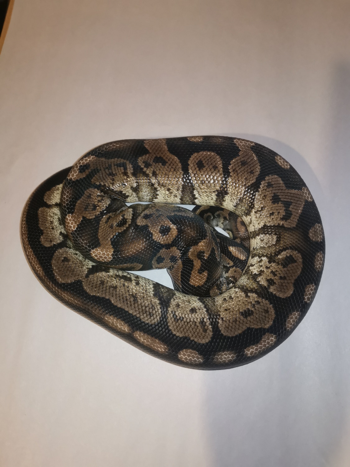 Twister Ball Python by Ridiculous Royal Pythons
