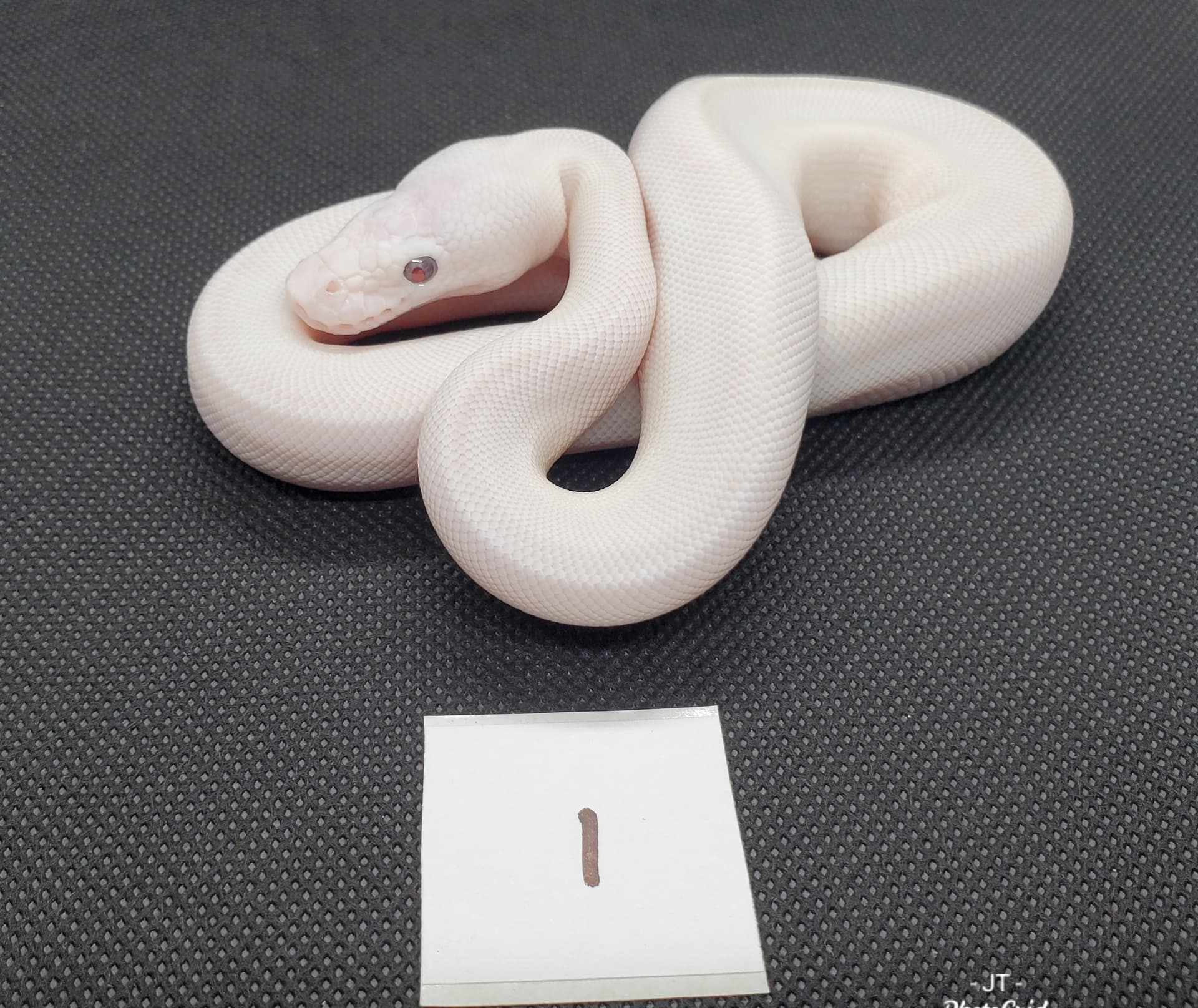 Bel X Cinnamon Clutch - Ball Pythons - Morphmarket Reptile Community