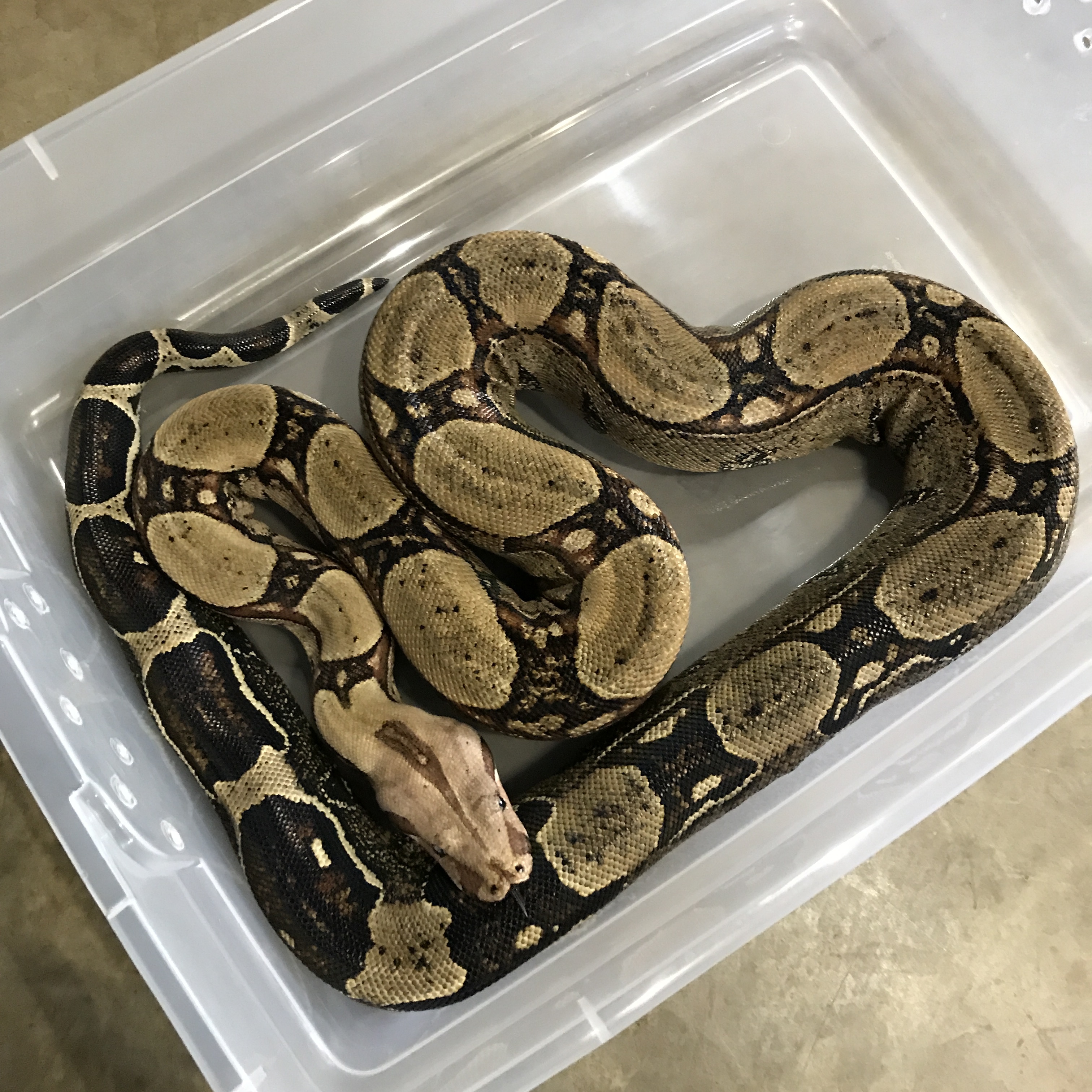Squaretail Boa Constrictor by Boas Abound