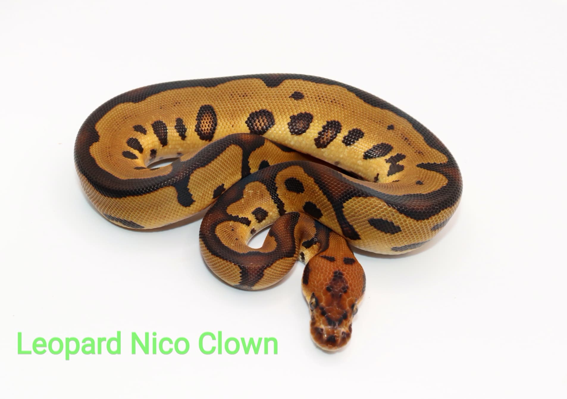 Leopard Nico Clown by DNJ Pythons