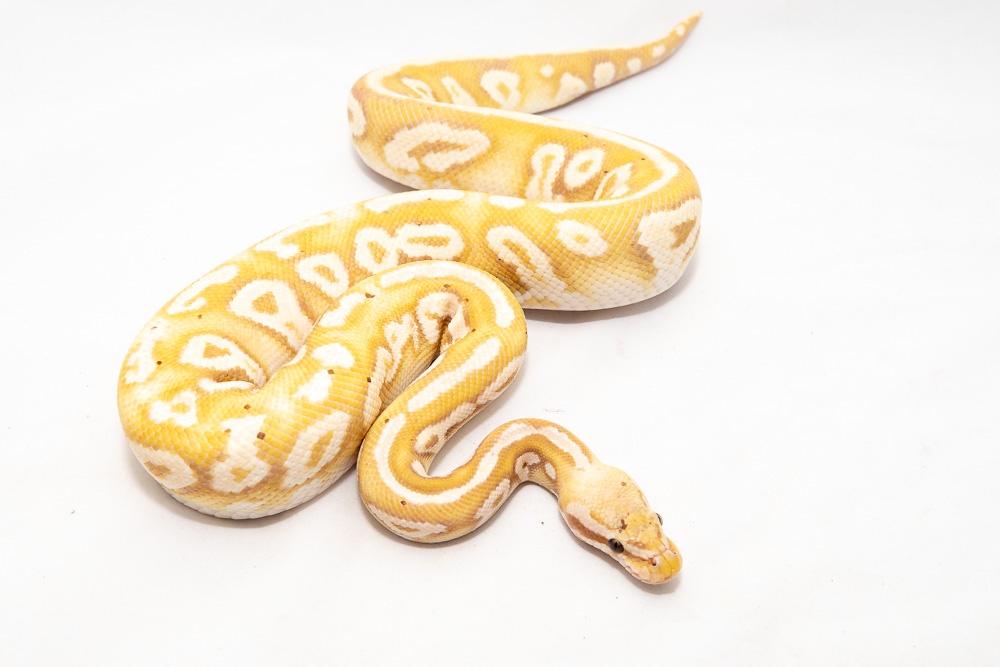 Coral Glow Pastel Mystic Quake Het Black Lace (Female Maker) Ball Python by Freedom Breeder