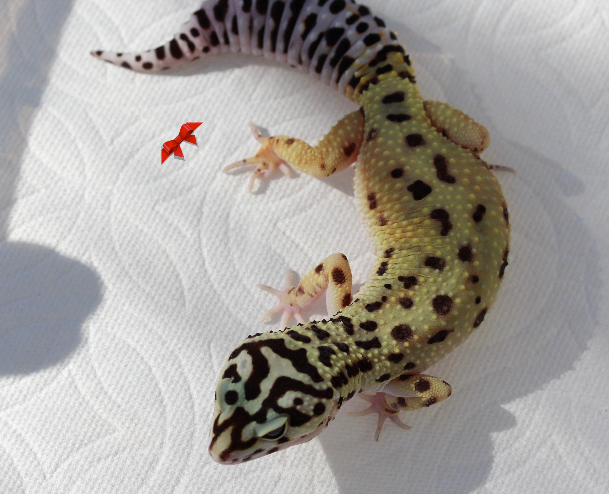 Extreme Bold Leopard Gecko by Bold  Bright Geckos