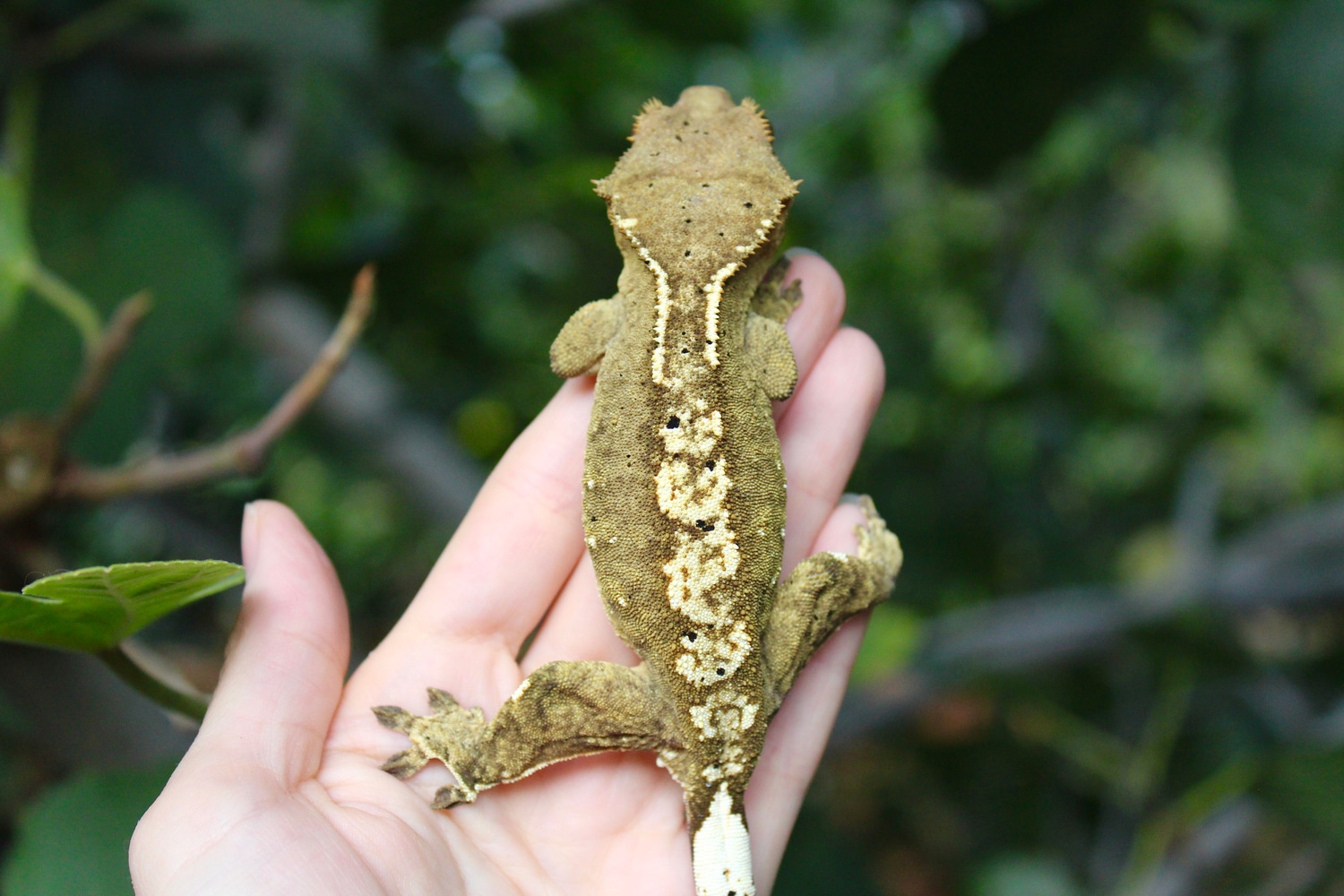 Olive Crested Gecko by Gecko Worlds