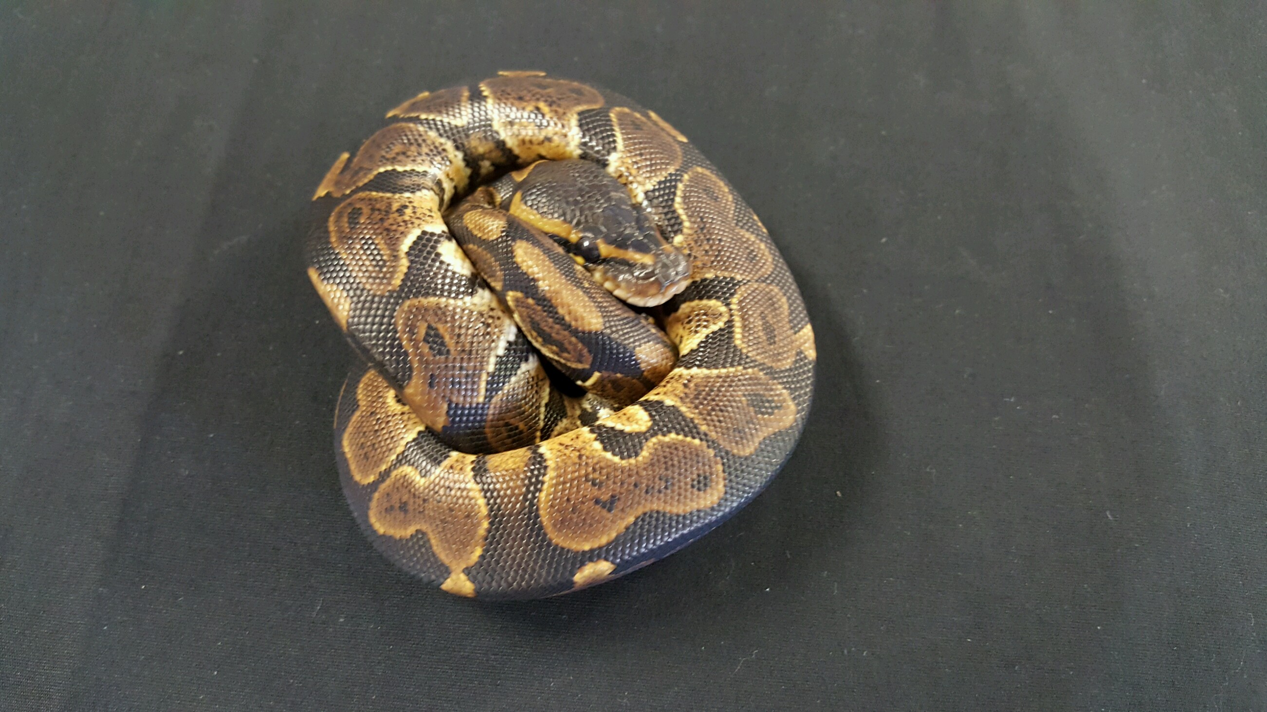 Satin Ball Python by A-List Animals