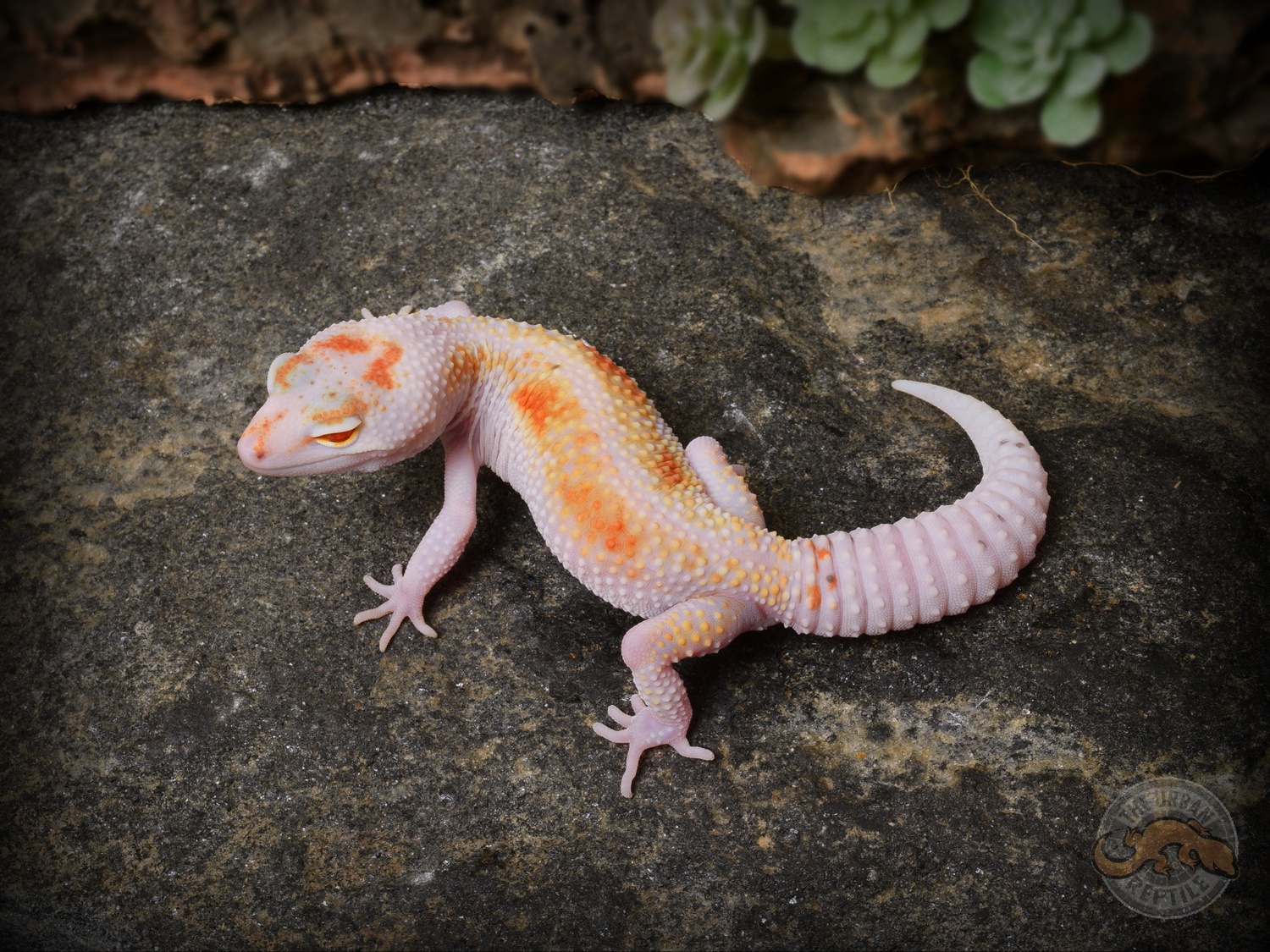 White & Yellow SONAR Leopard Gecko by The Urban Reptile