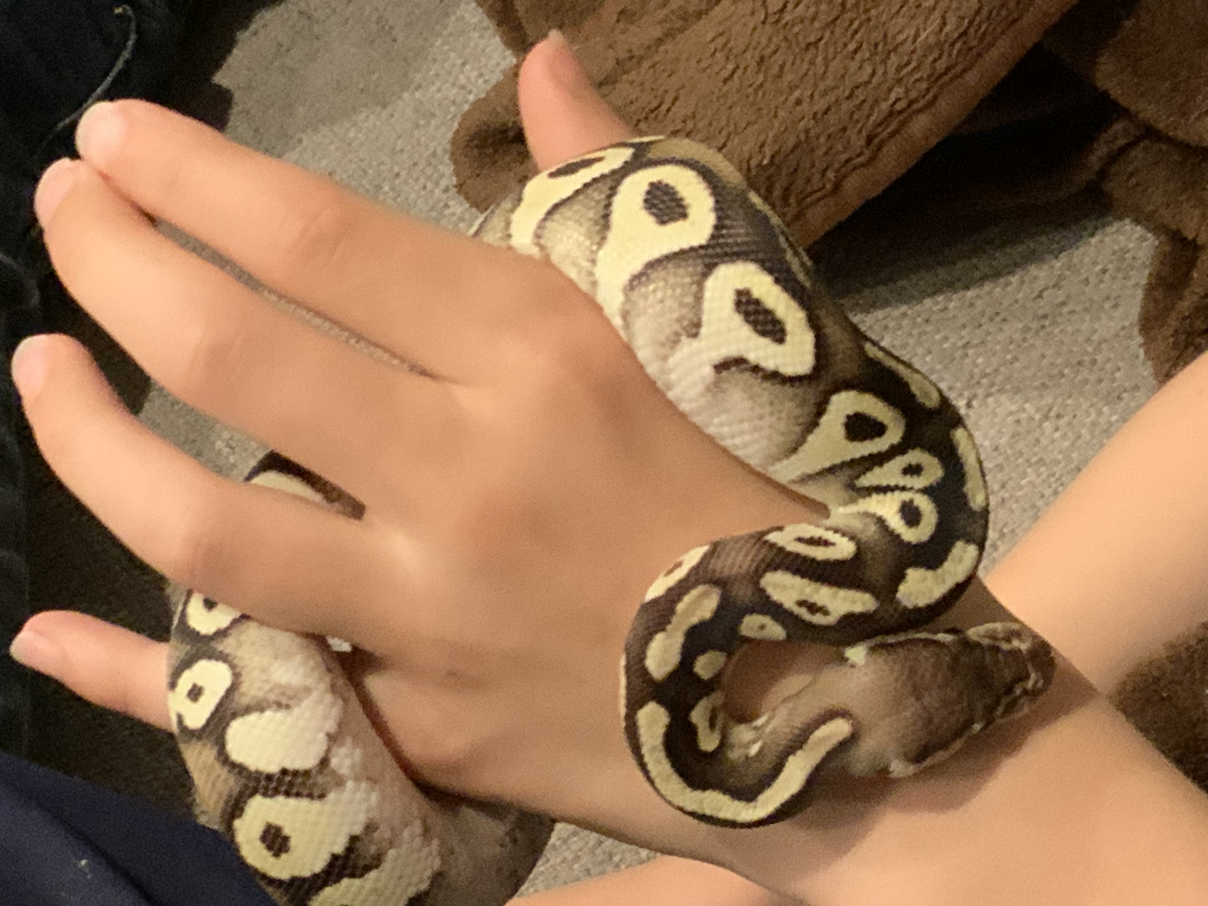 Wondering if our ball python is a Mojave? - Ball Pythons - MorphMarket ...