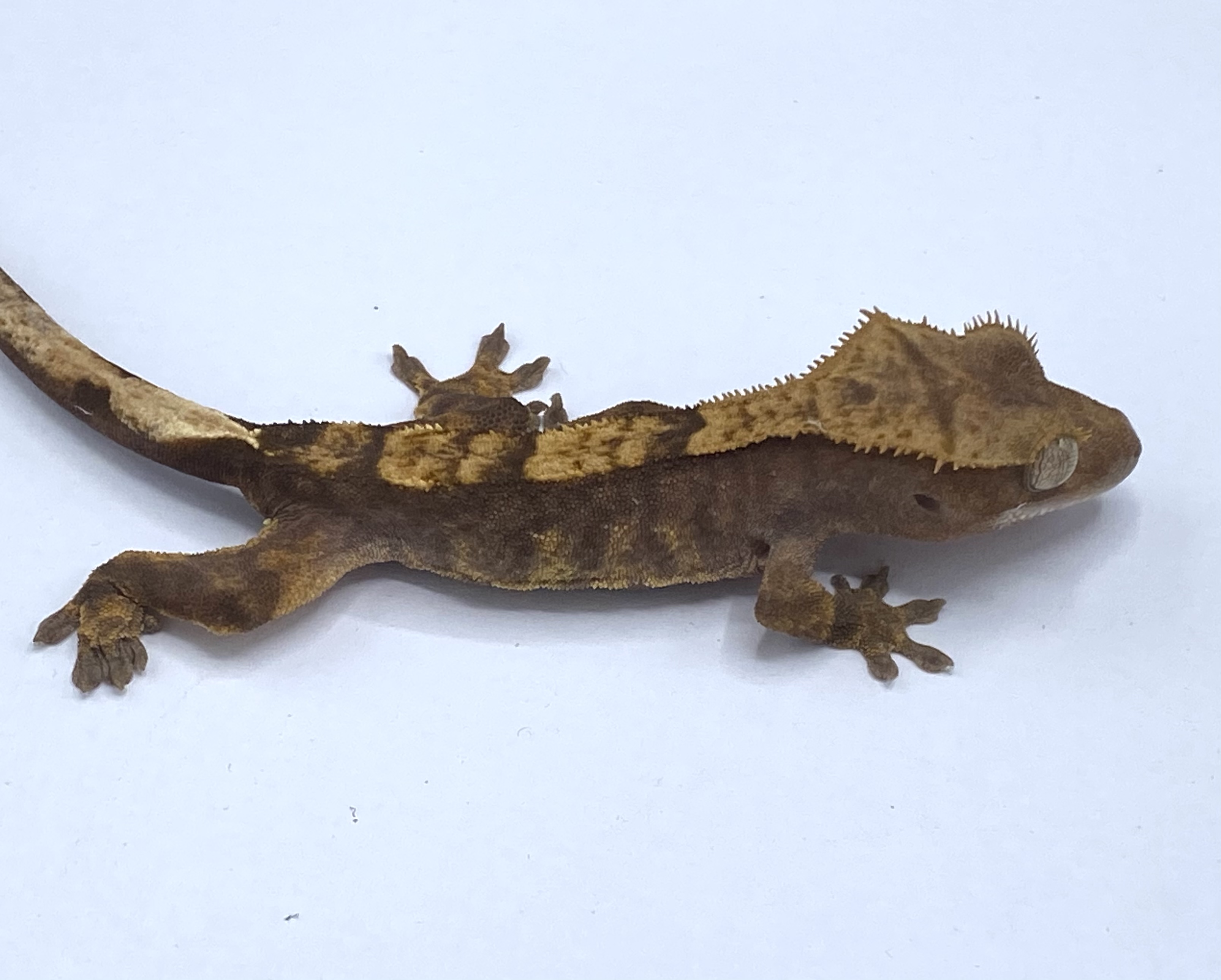 Harlequin Crested Gecko by Mitch-A-Tech Geckos