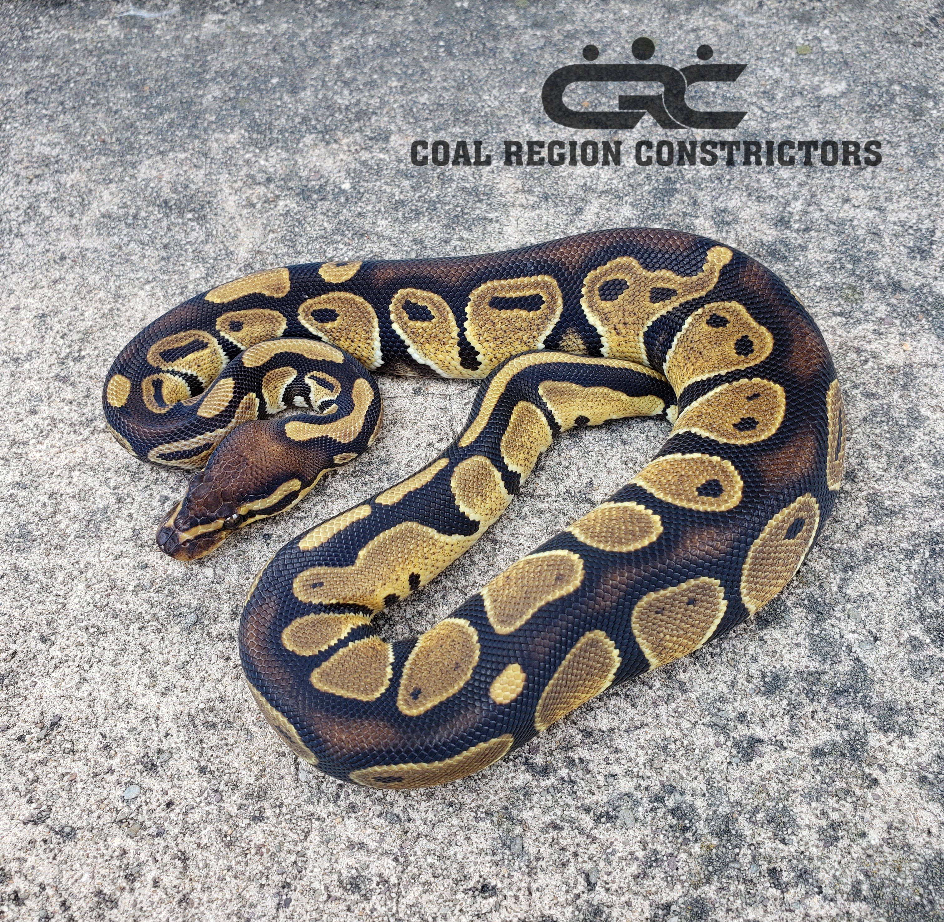 Genetic Black Back Ball Python by Coal Region Constrictors