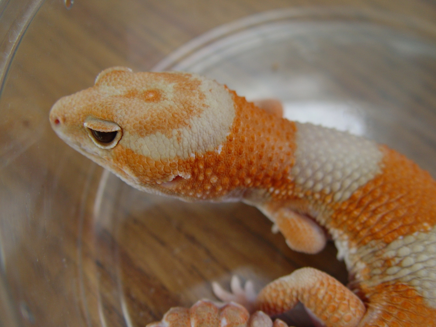 Proven Amelanistic Tangerine Male African Fat-Tailed Gecko by Candie Cresteds & More