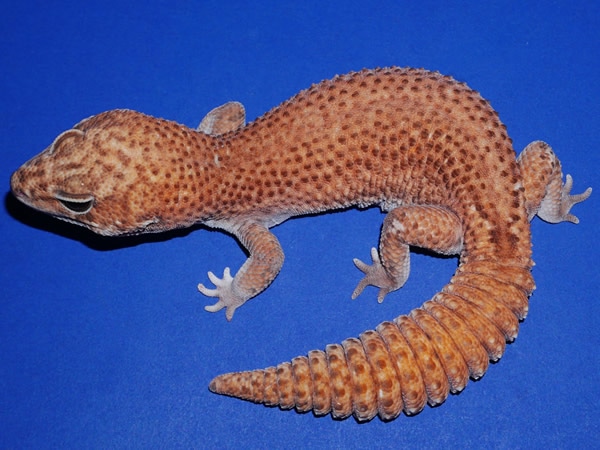 Patternless African Fat-Tailed Gecko by Geckos Etc. Herpetoculture