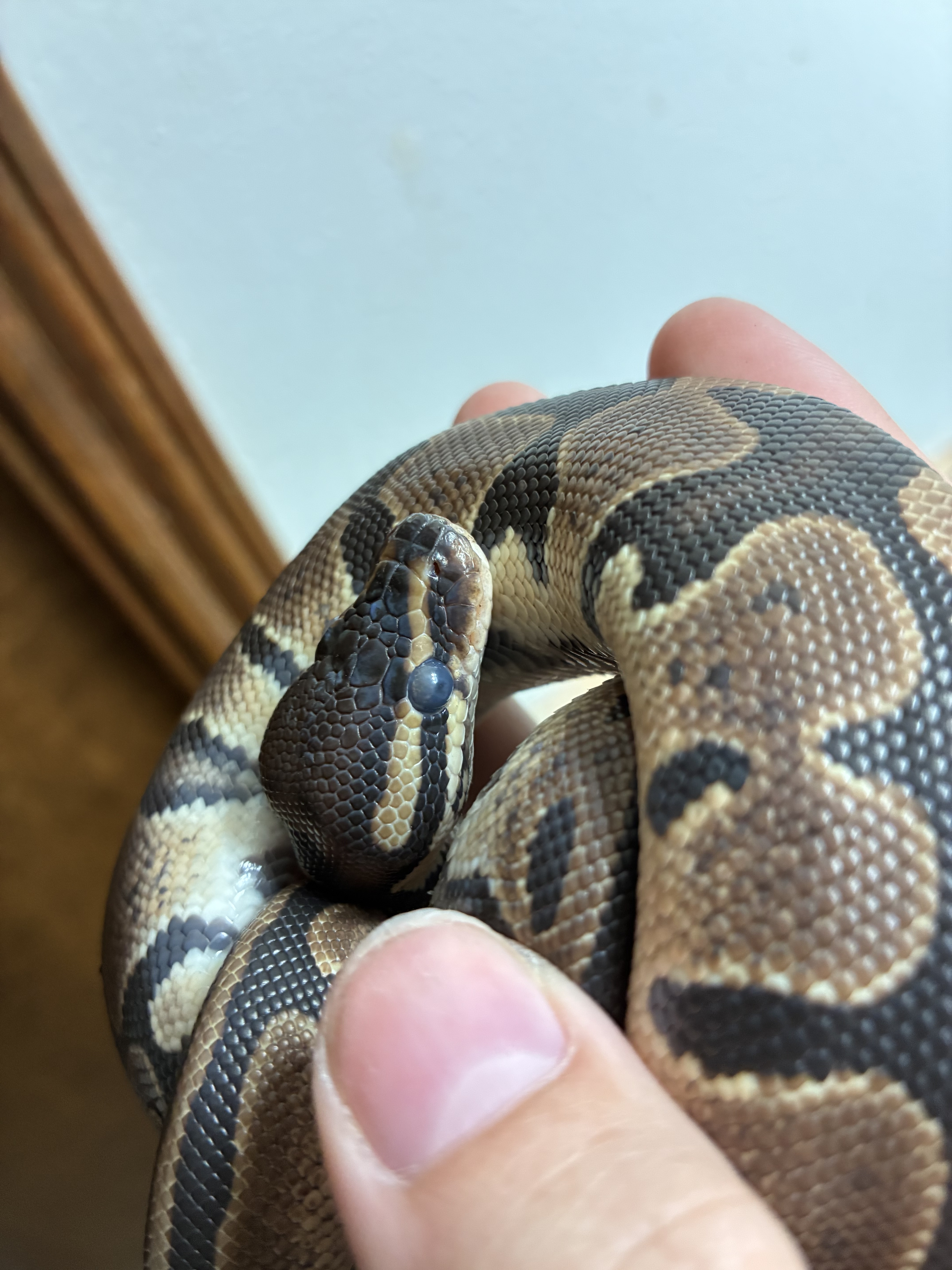 Ball Python Questions Okayyyyy I know I’m asking a bunch of questions, but it’s because I ...