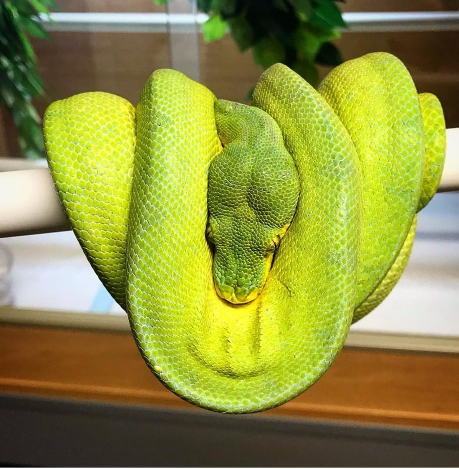 Manokwari Green Tree Python by Vivid Skin Reptiles