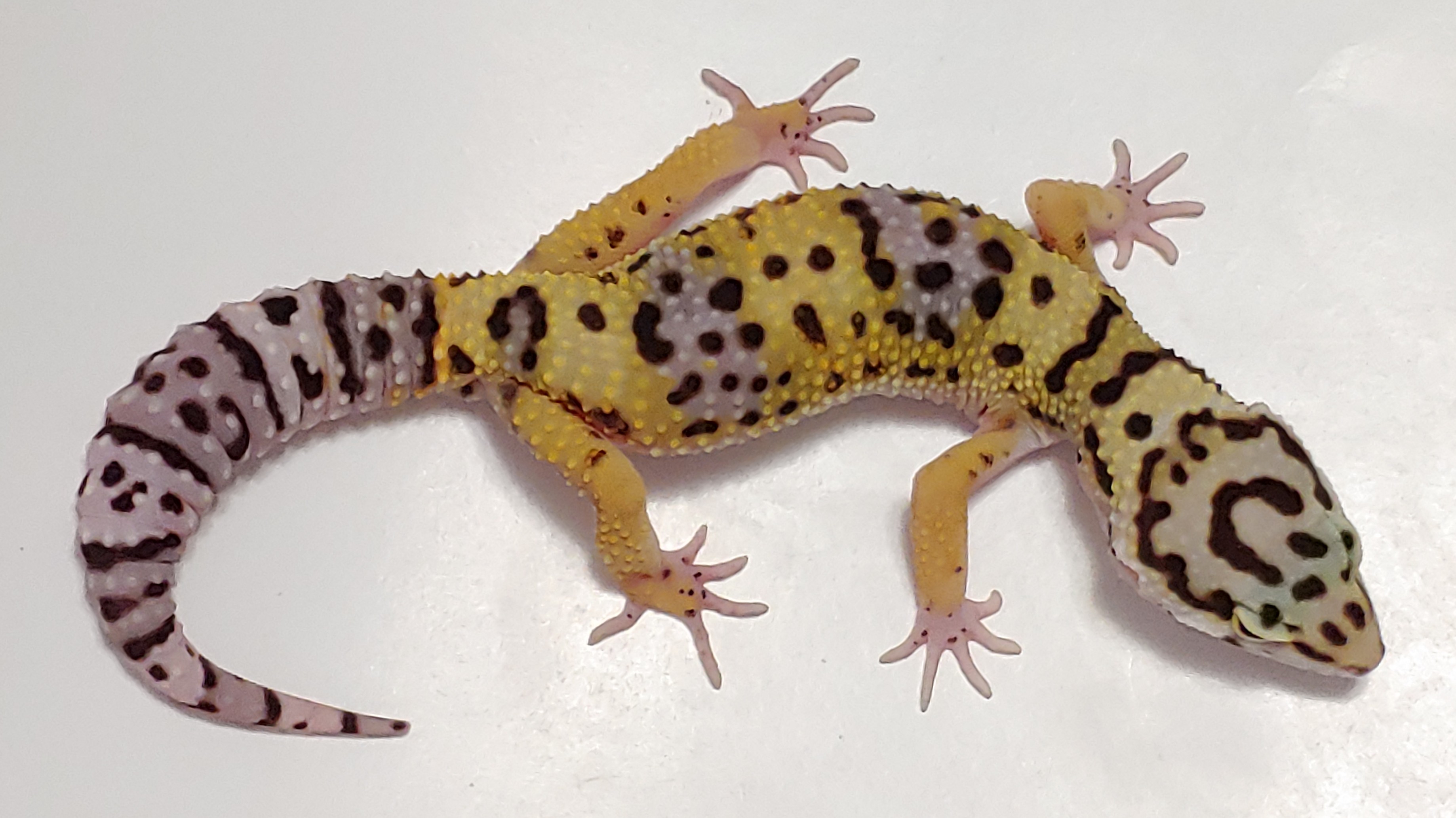 Super Giant Leopard Gecko by Alexander Lizards & eXotic Reptiles
