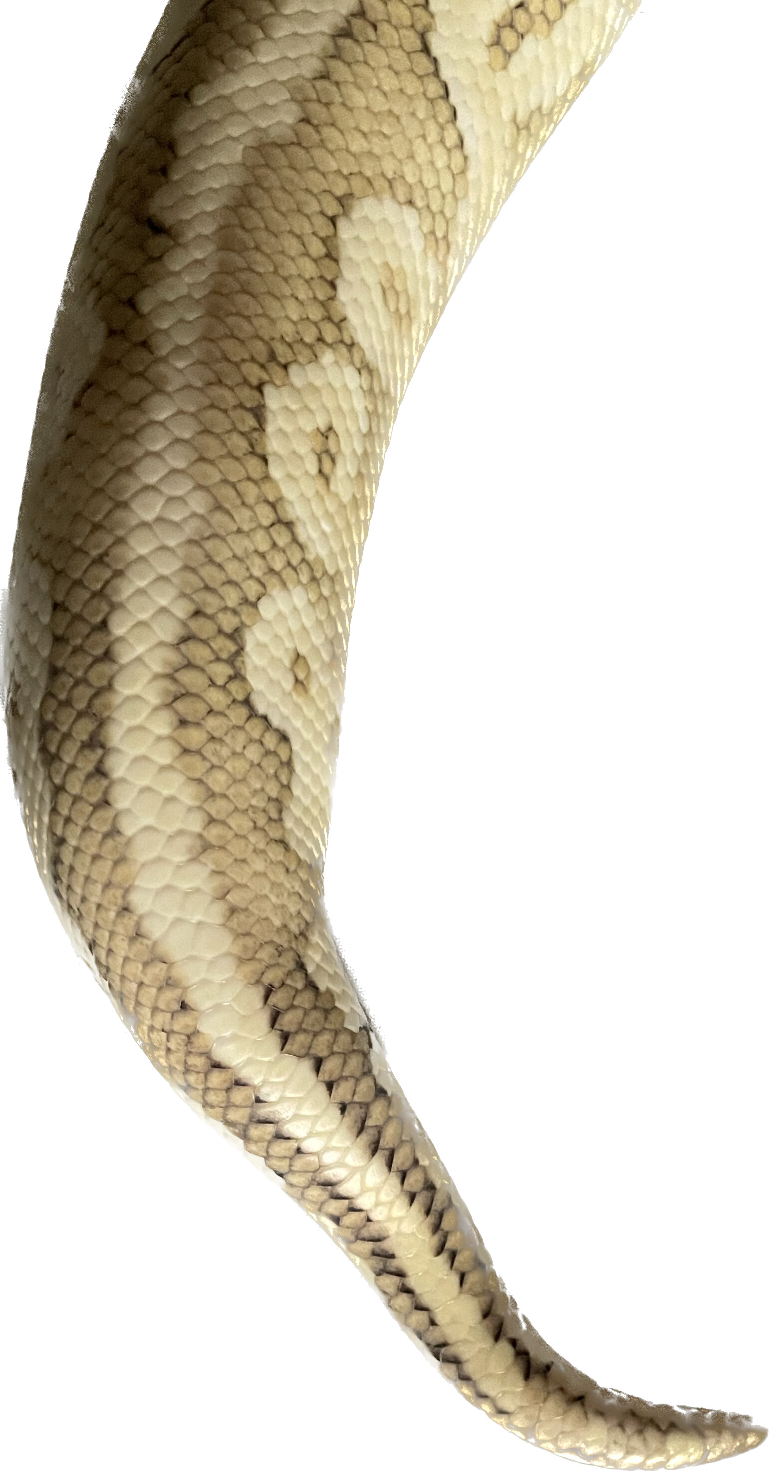 First Clutch - Extra Gene/s? - Ball Pythons - MorphMarket Reptile Community