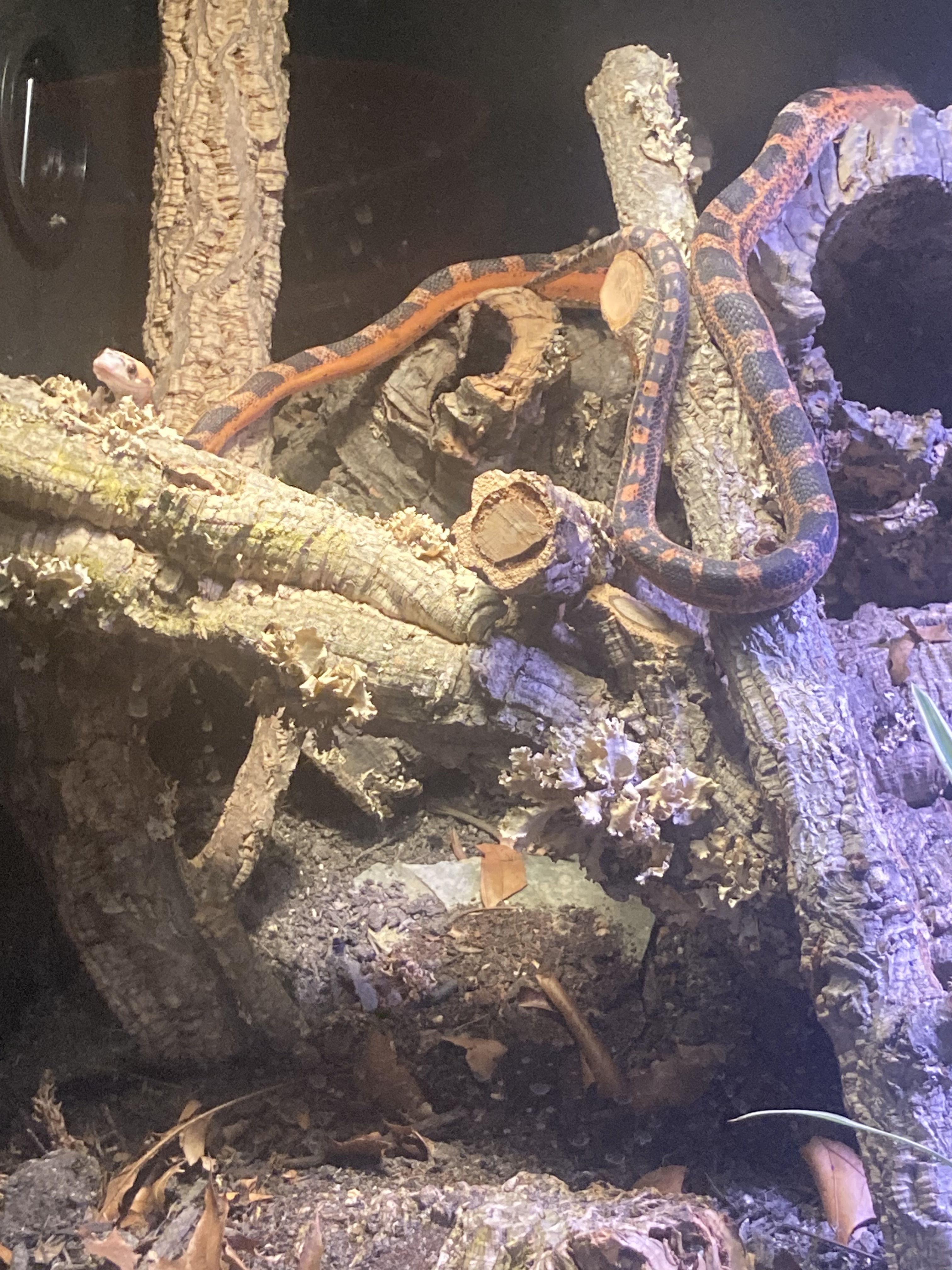 Elmo the destroyer - Rat Snakes - MorphMarket Reptile Community