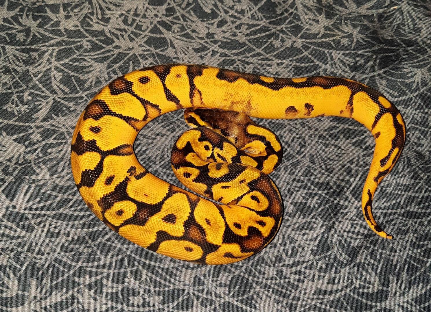 Enchi Pastel Shatter Ball Python by Canyon Country Reptiles