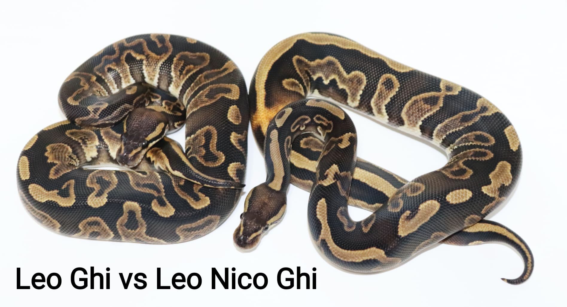 Leo GHI next to a Leo GHI Nico by DNJ Pythons
