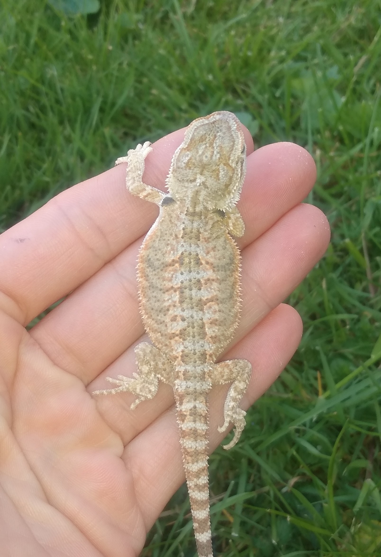 Citrus Central Bearded Dragon by Dragon Fortress Reptiles