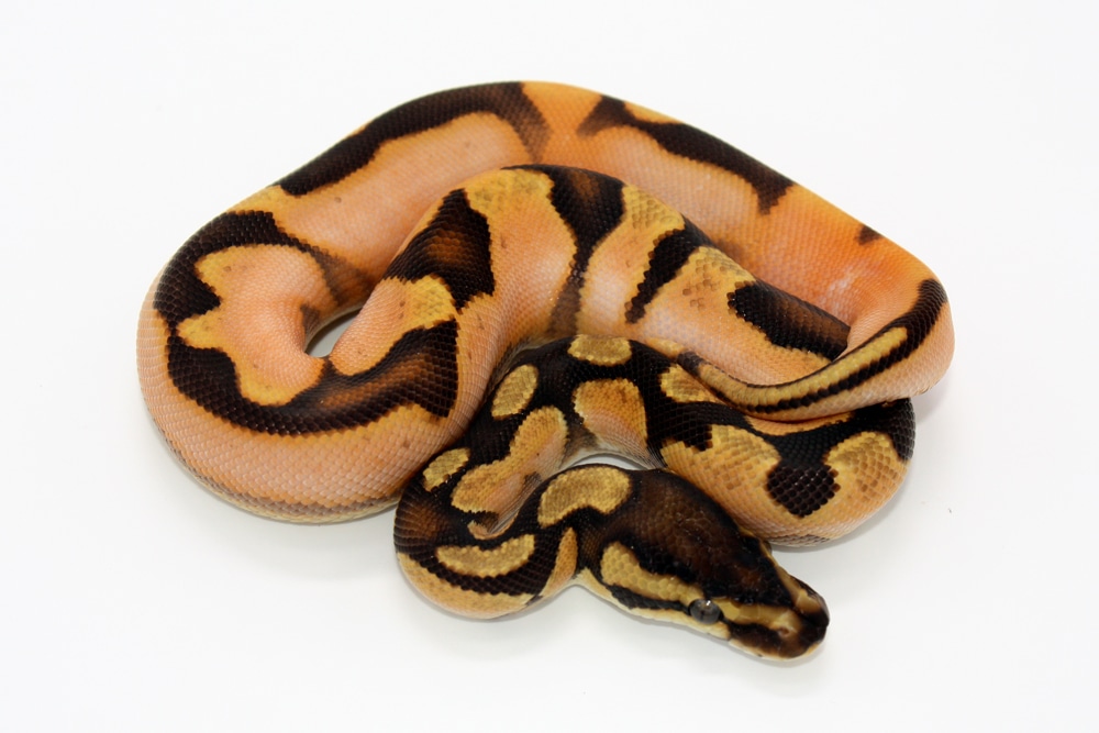 OD Enchi Calico Het Puzzle Ball Python by Kyle Frost Reptiles