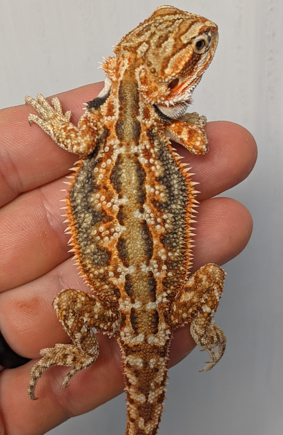 Dunner Tiger Het Hypo Central Bearded Dragon by The Dragon Project