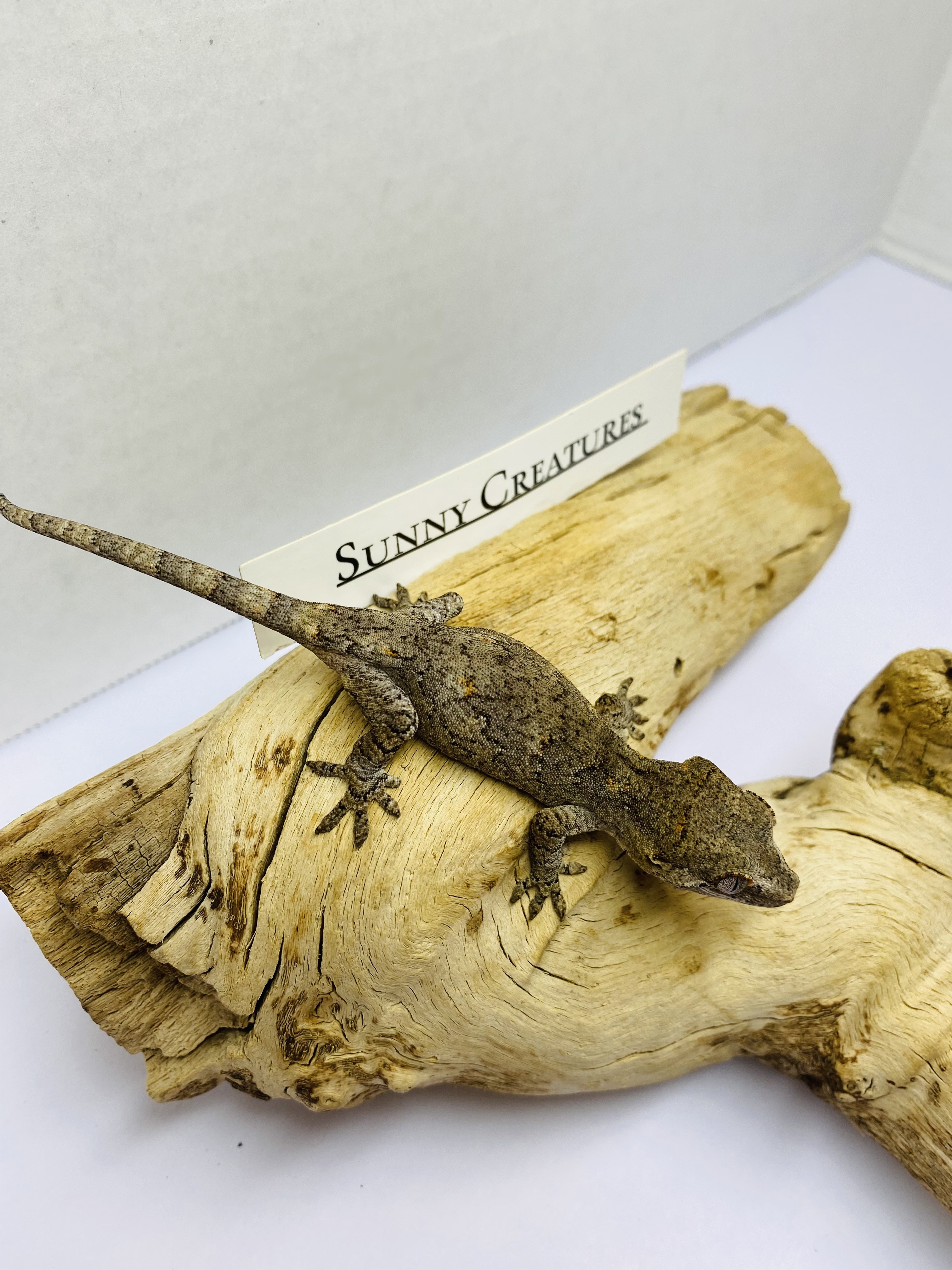 Reticulated Gargoyle Gecko by Sunny Creatures