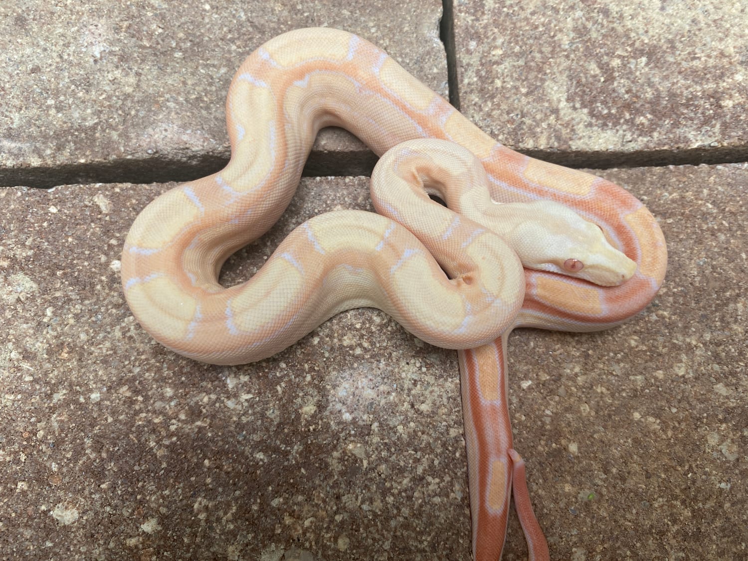 Lipstick Kahl Albino Keywest Motley Jungle Boa Constrictor by Fresh Shed Reptiles