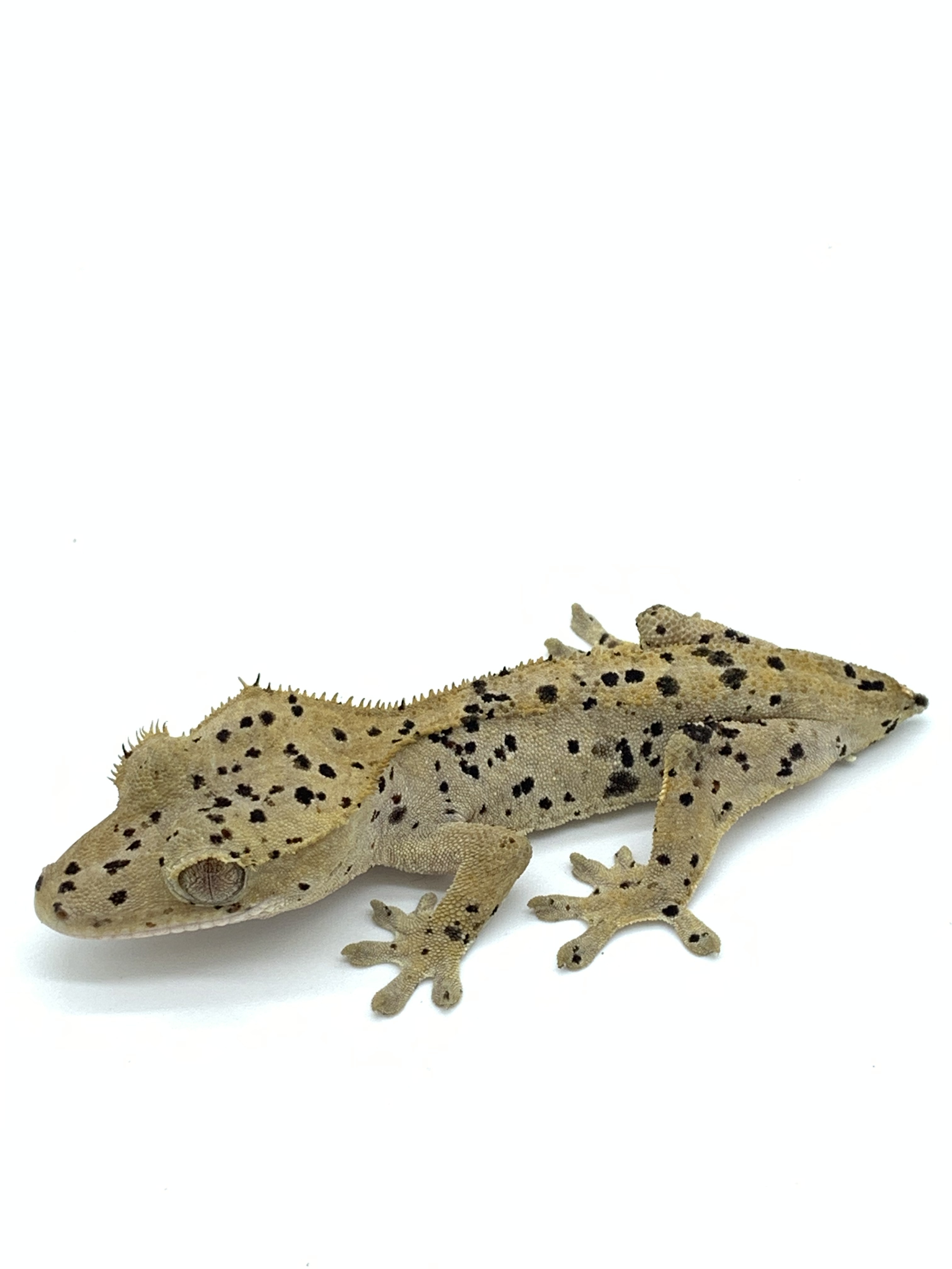 Super Dalmatian Crested Gecko by Bay gecko