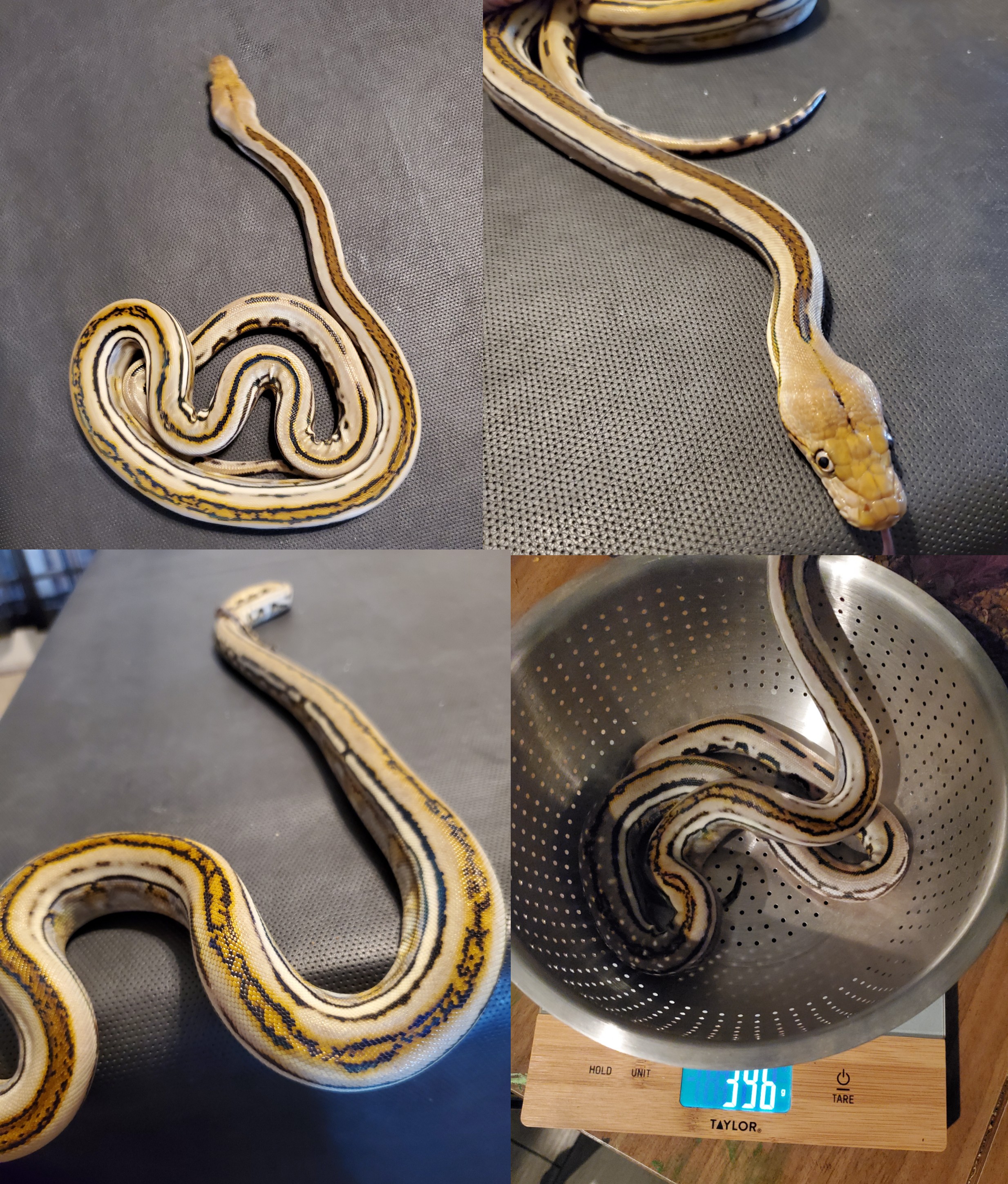 Genetic Stripe Reticulated Python by Willows Reptile Connection