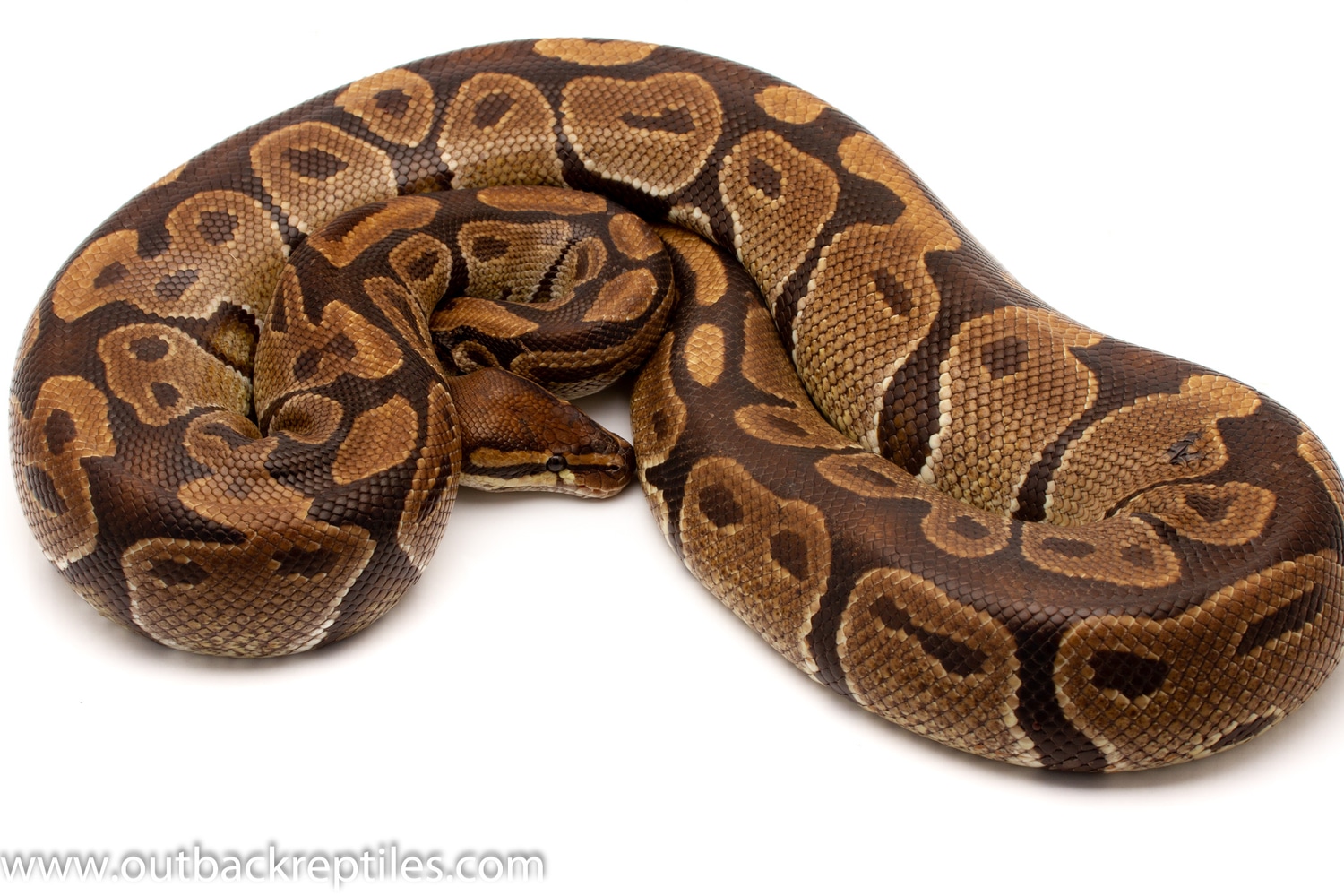 African Import Volta (Possibly Gravid) Ball Python by Outback Reptiles