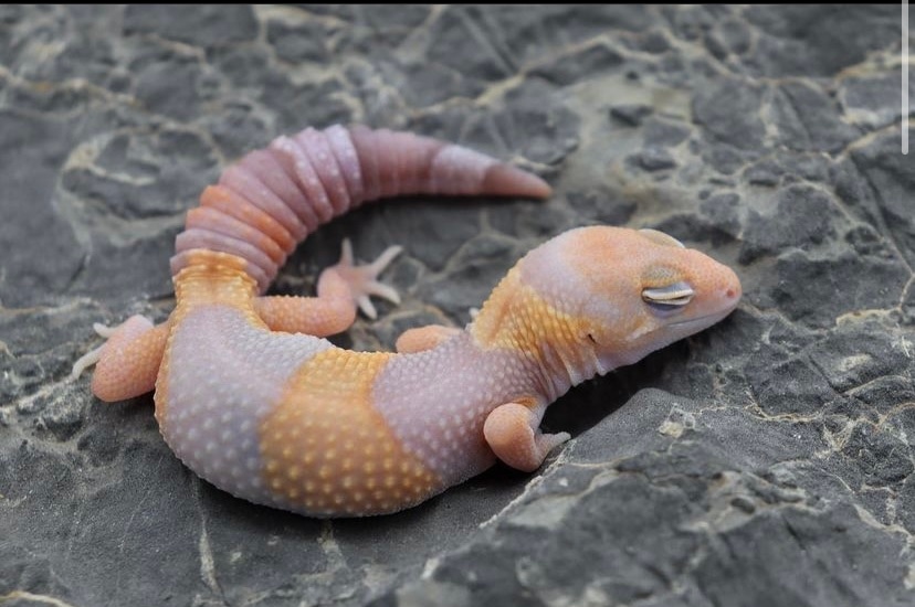 Amel 66% Het Zulu African Fat-Tailed Gecko by Ramsey’s Reptiles