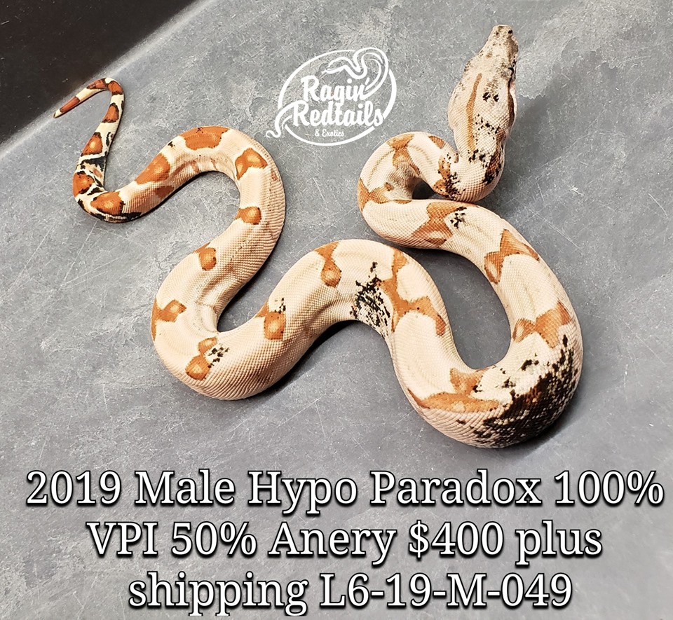 Hypo Paradox 100% VPI 50% Anery Boa Constrictor by Ragin' Redtails & Exotics